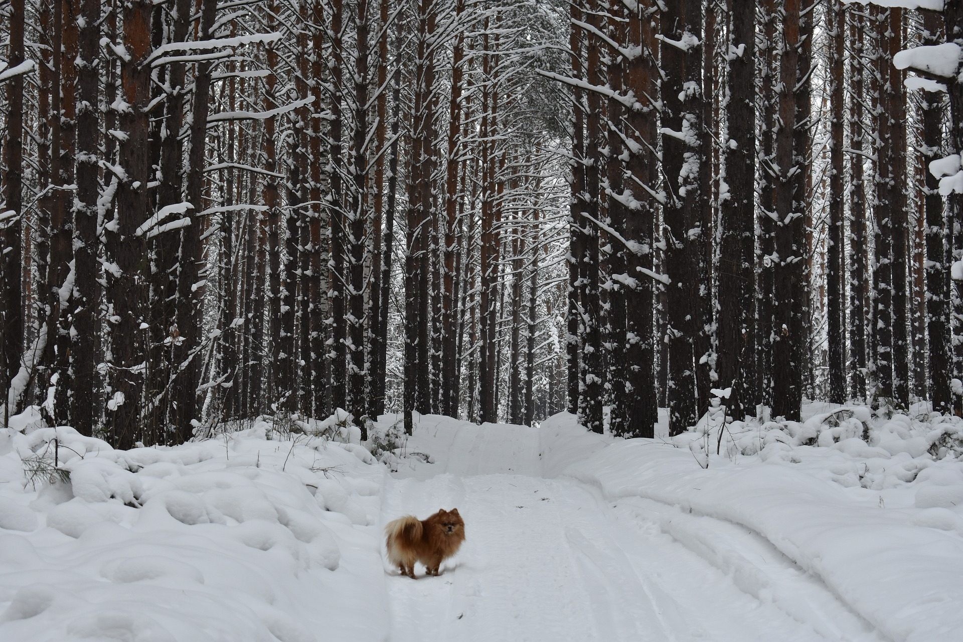1920x1280 ... In front of dense snow forest cute Pomeranian dog winter wallpaper  p
