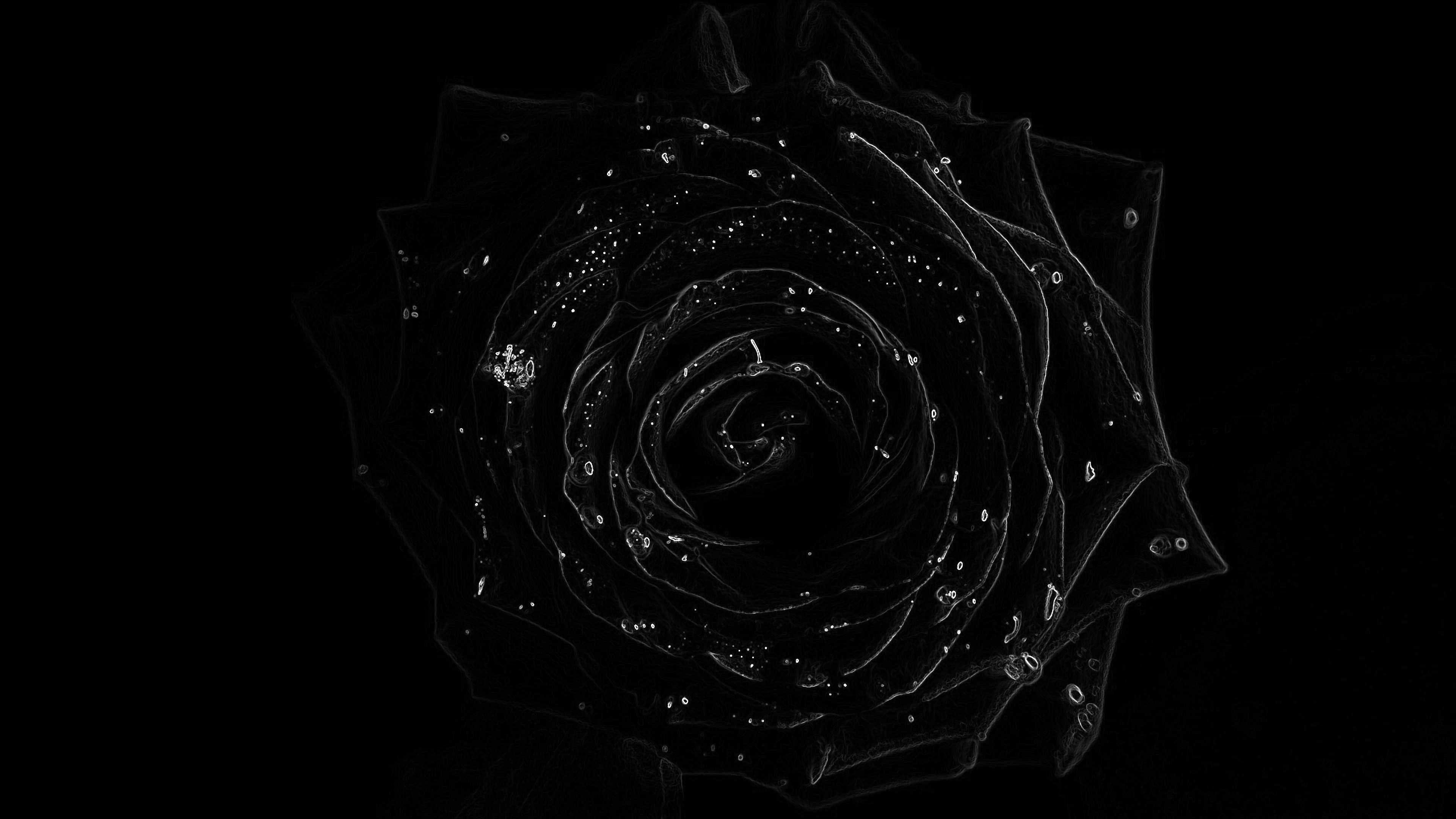3840x2160 Black Rose Images