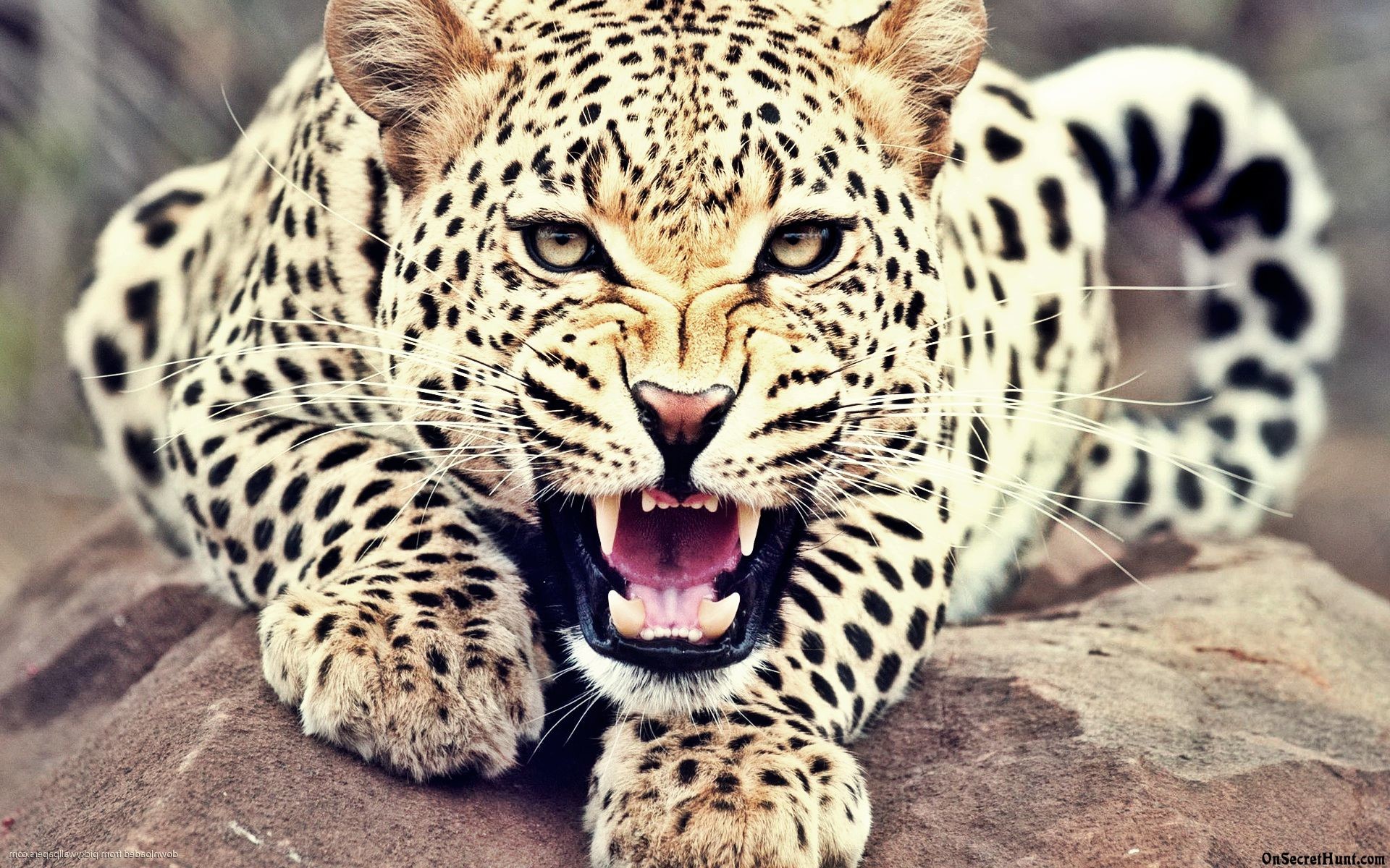 1920x1200 Leopard Wallpaper Full HD Android Pink For Android Iphone For ... src