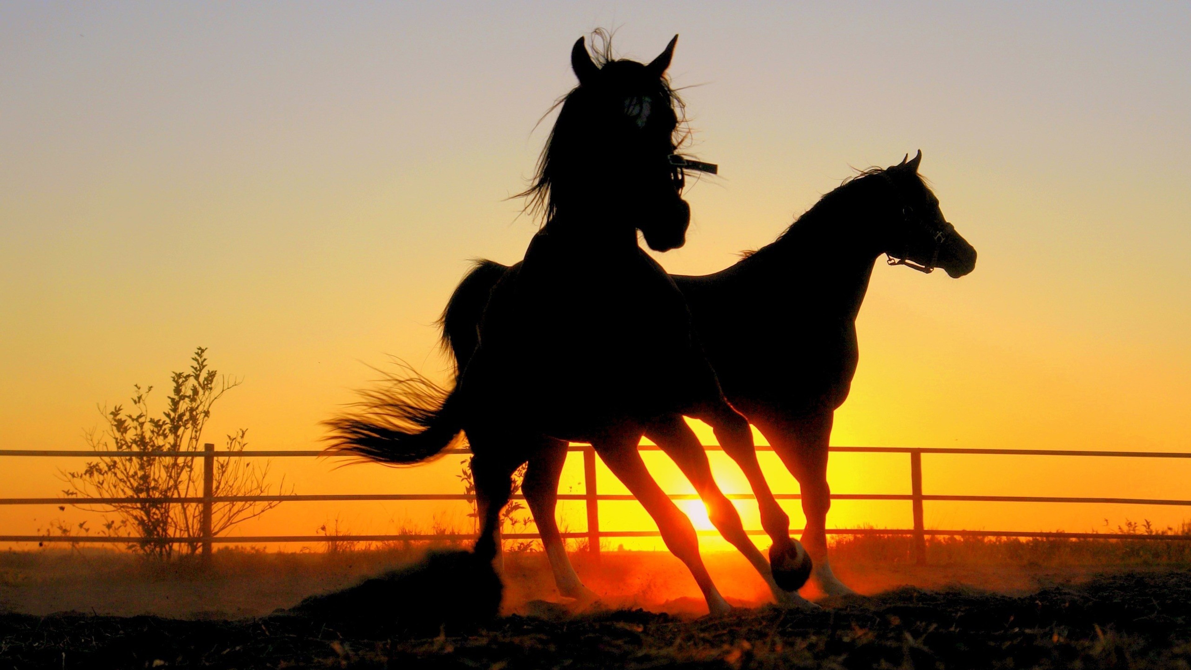3840x2160 Download Free Black Horse Picture.
