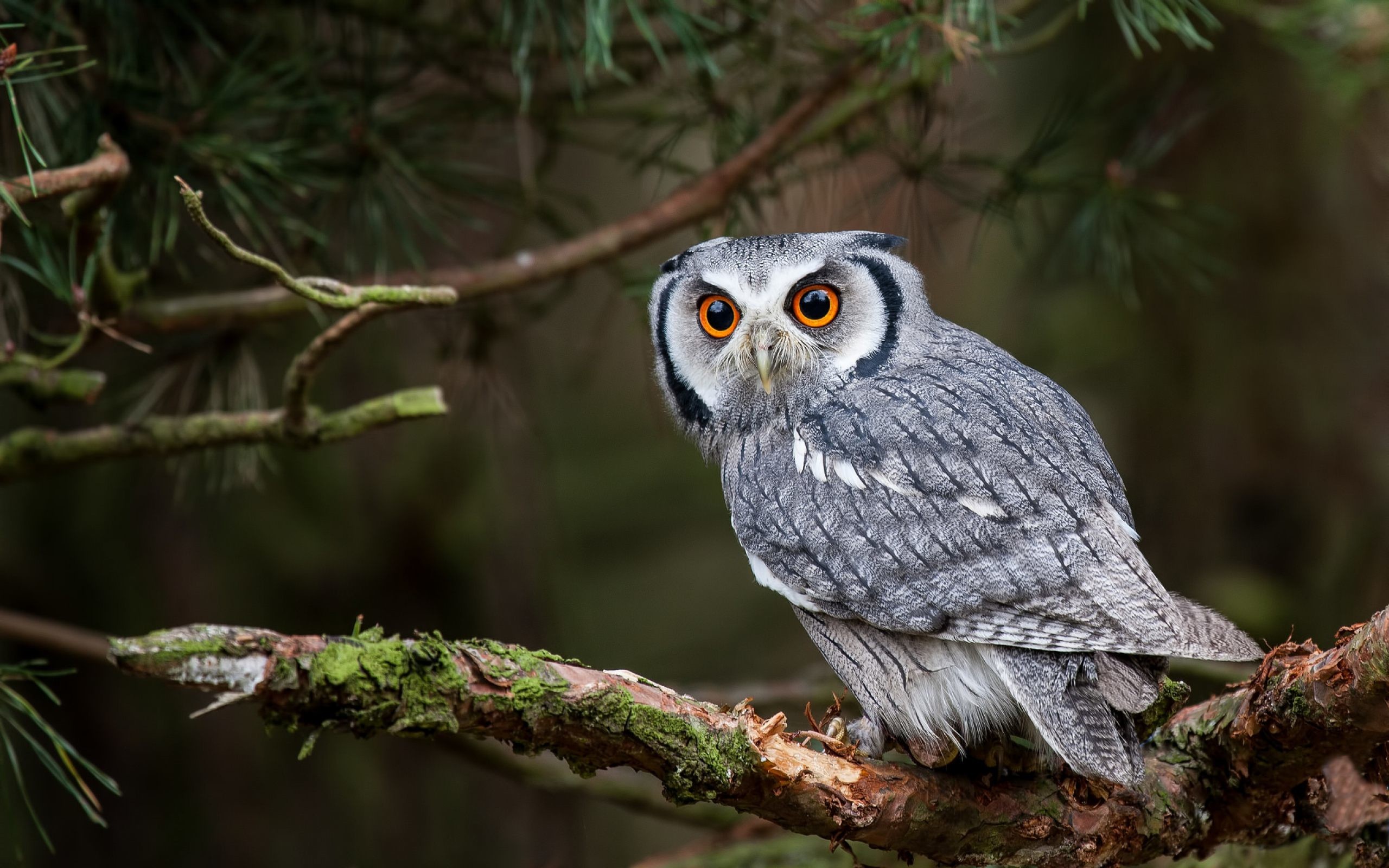 2560x1600 northern white faced owl wallpaper - Download Hd northern .