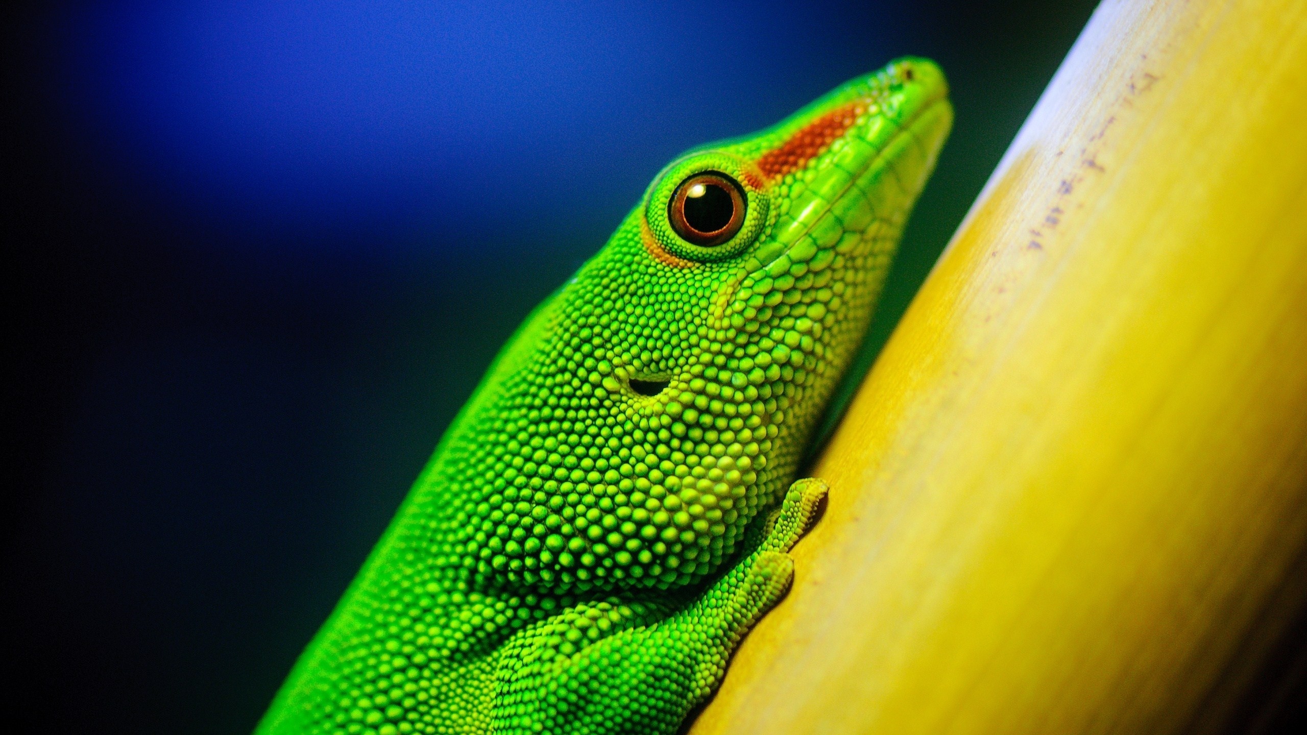2560x1440  Wallpaper lizard, bright, color, branch