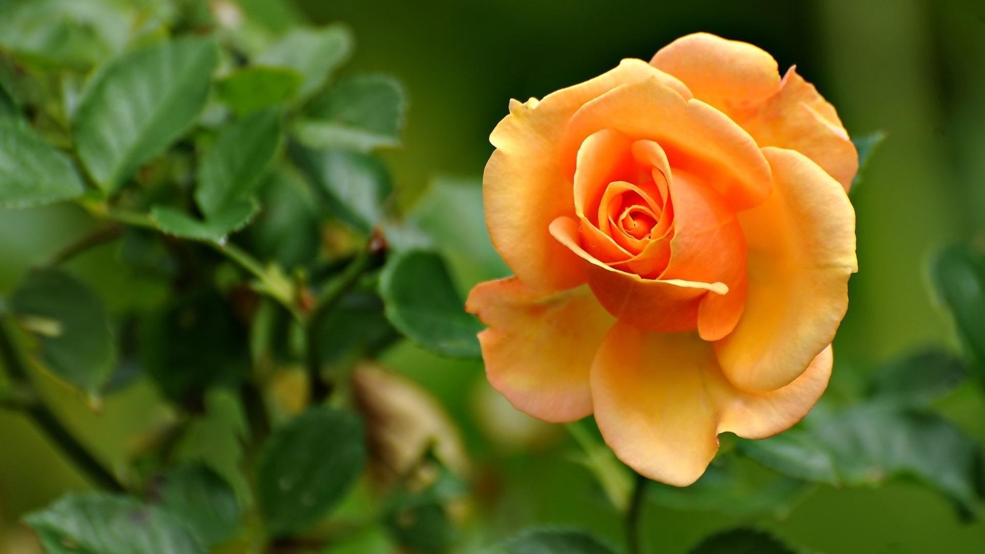 1920x1080  Size: px. Download from here Orange Yellow Rose Flower  Wallpaper .