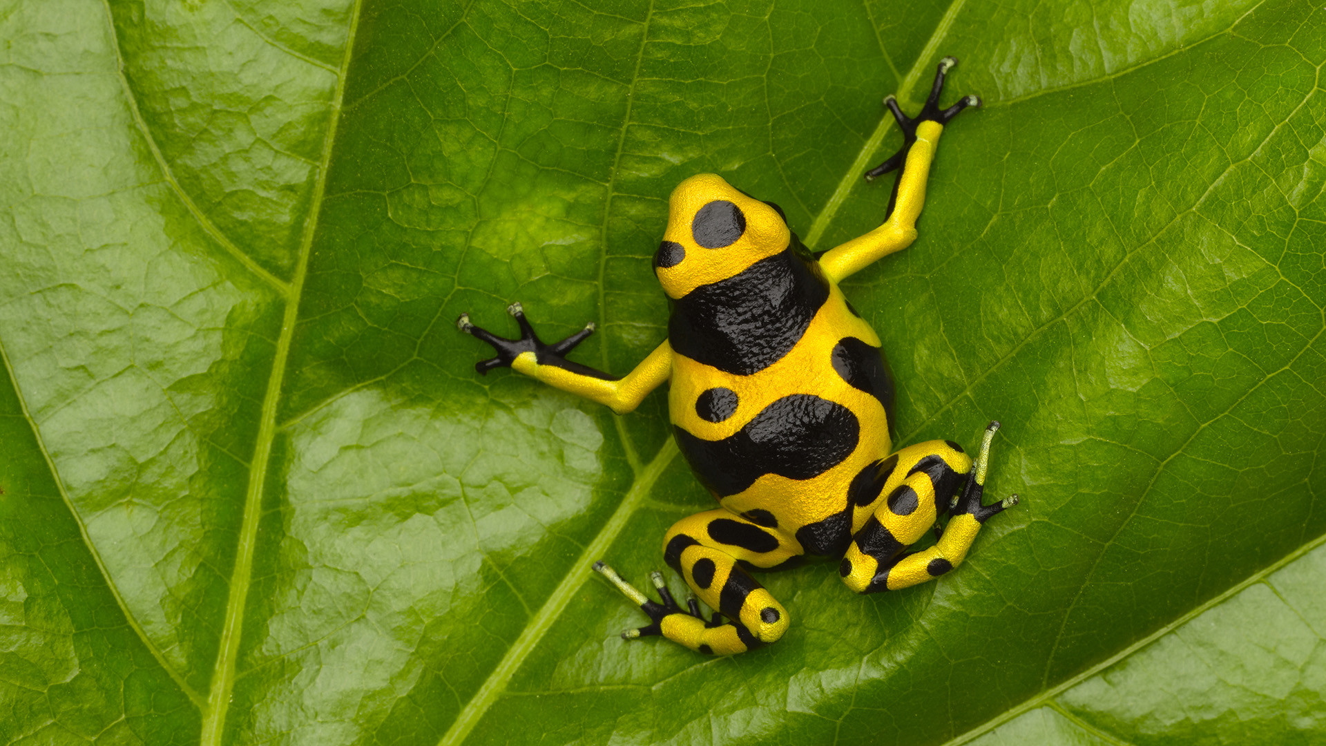 1920x1080 44 Poison dart frog HD Wallpapers | Backgrounds - Wallpaper Abyss - Page 2