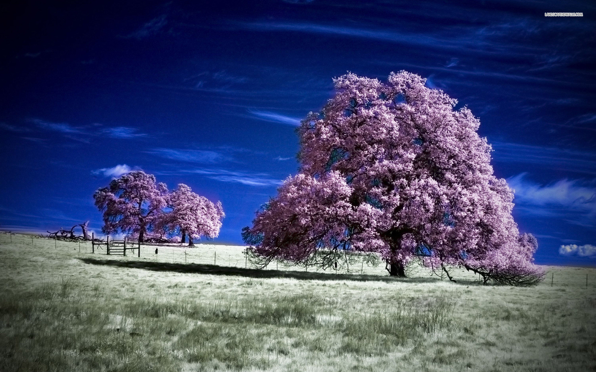 1920x1200 Purple Trees Blue Sky Field wallpapers and stock photos