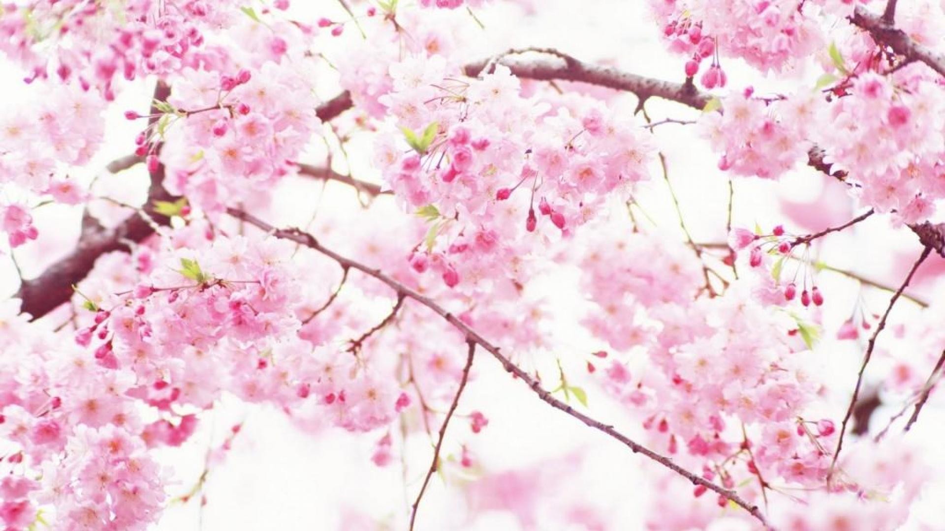 1920x1080 Cherry Blossom Sakura #7031680
