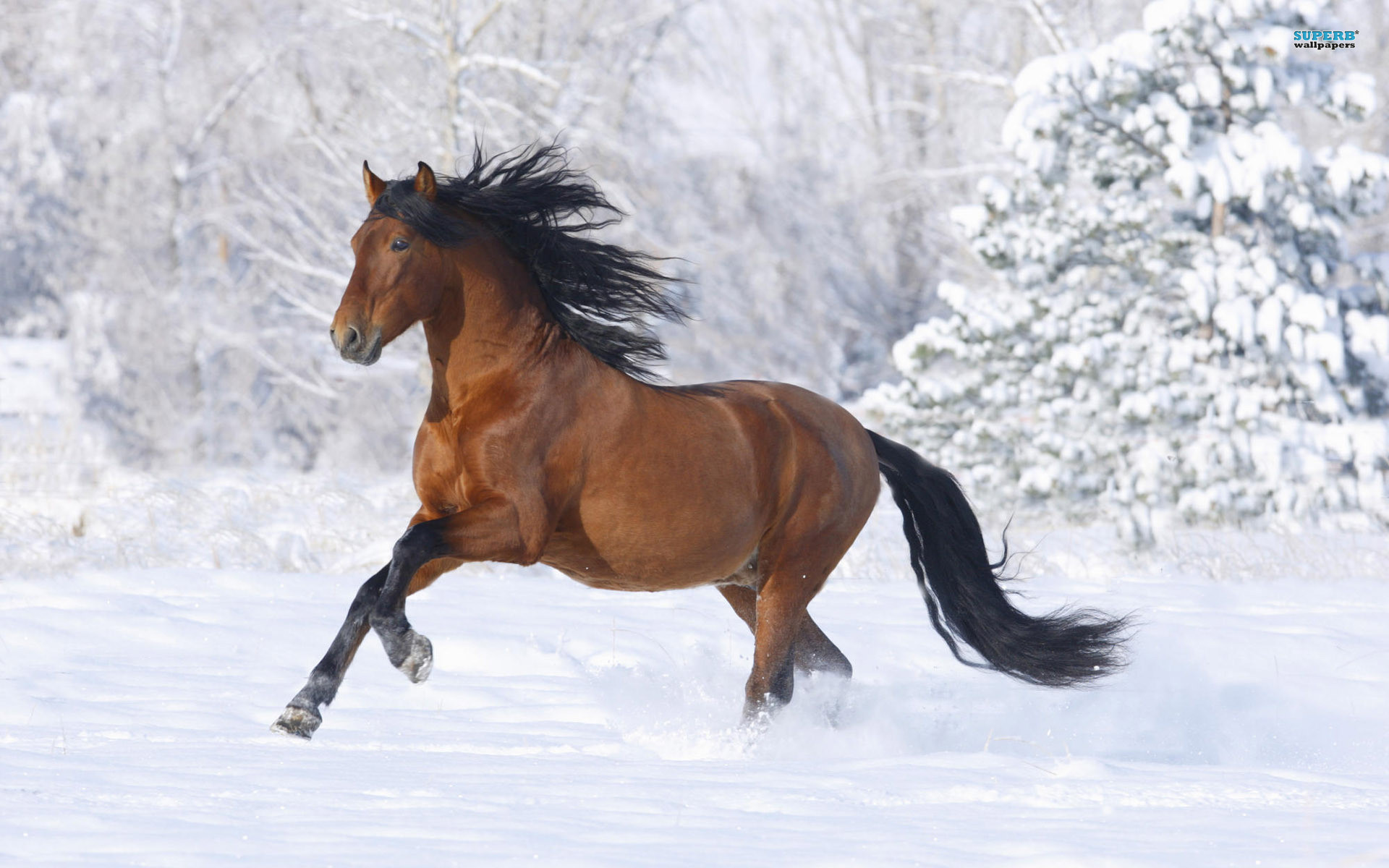 1920x1200 Horse Animal Desktop Wallpaper with Snow Background
