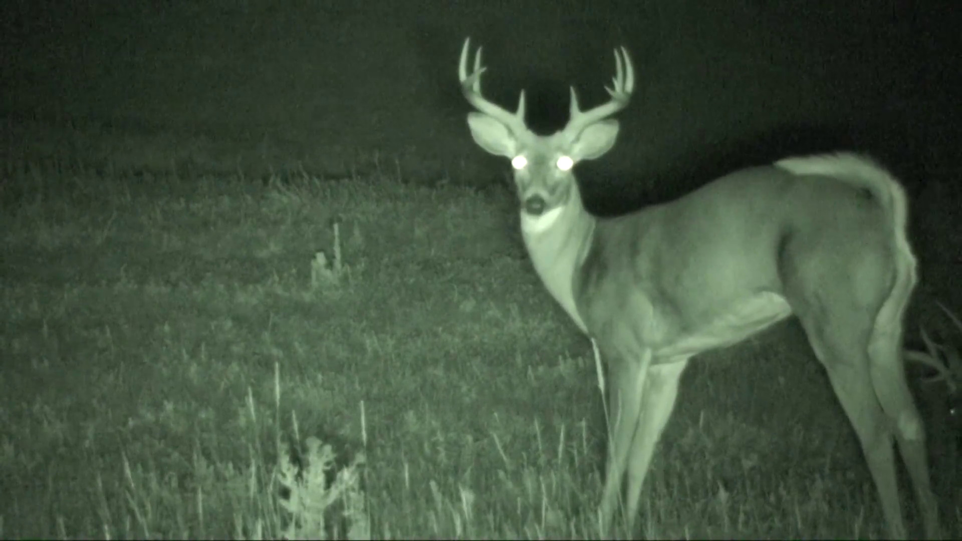 1920x1080 White-tailed Deer Buck Adult Lone Resting Summer Night Infrared Stock Video  Footage - VideoBlocks