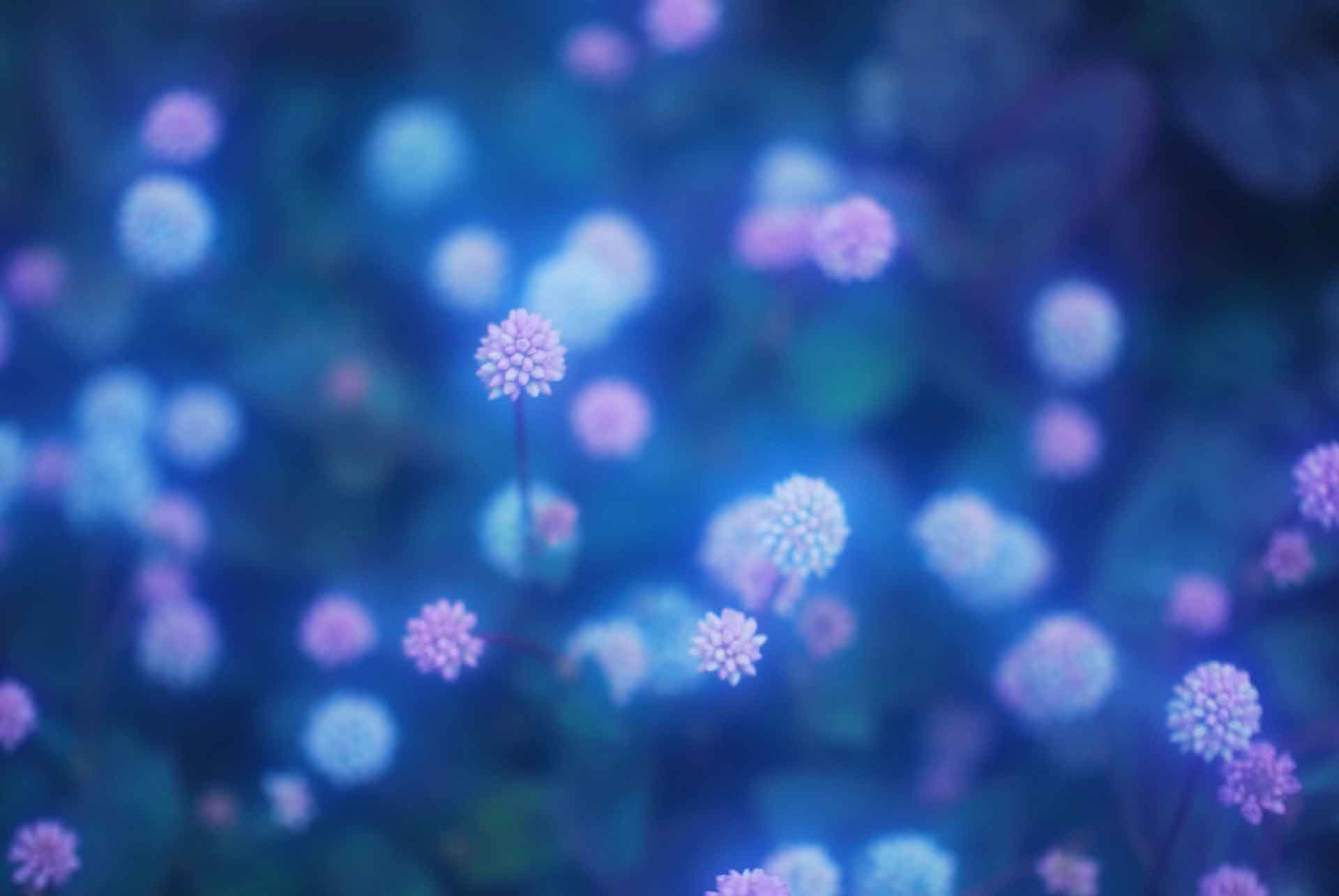 1920x1285 Flowers Desktop Background Nature Images