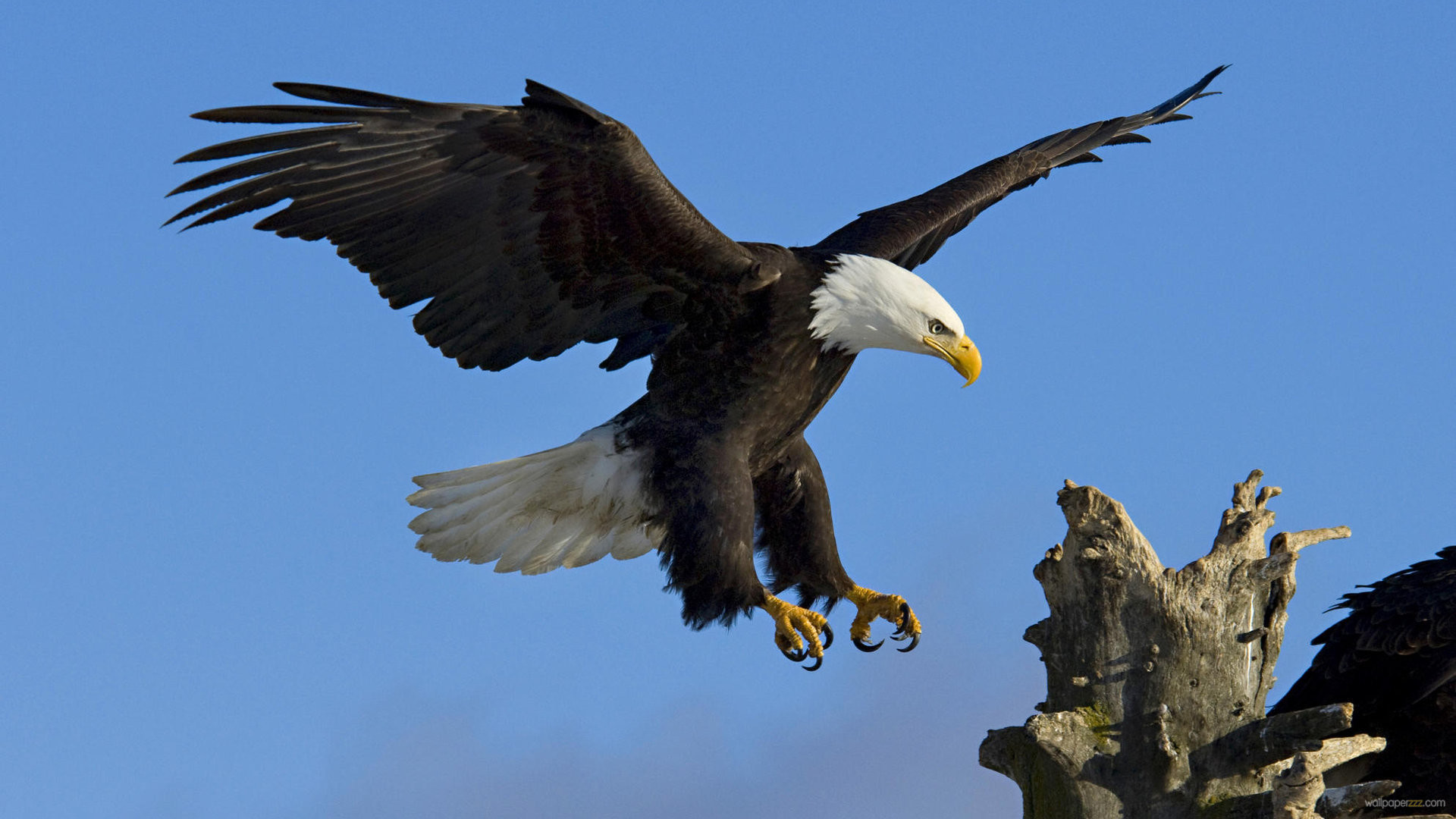 1920x1080 Download-Eagle-HD-wallpaper-wpt7803847