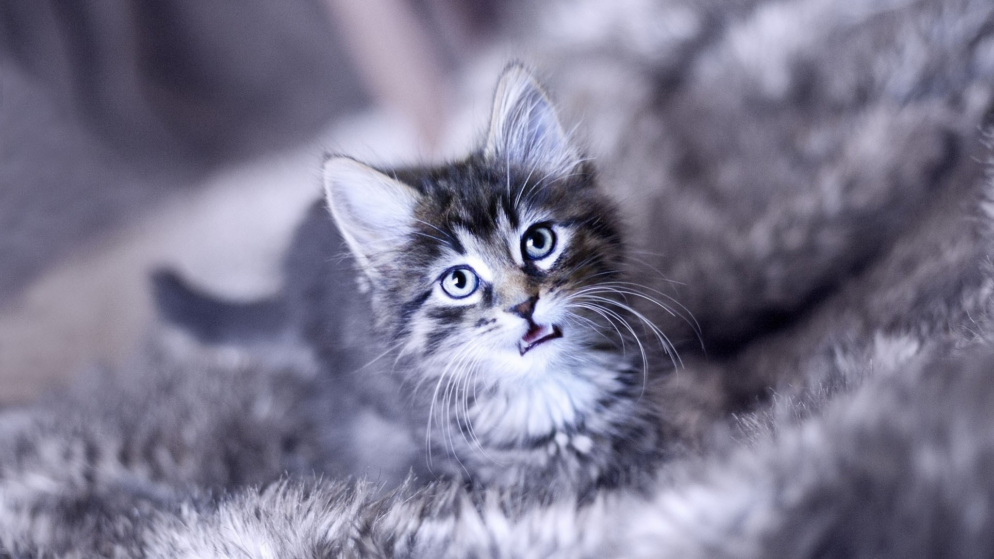 2048x1152  Wallpaper kitten, crying, face, furry, cat