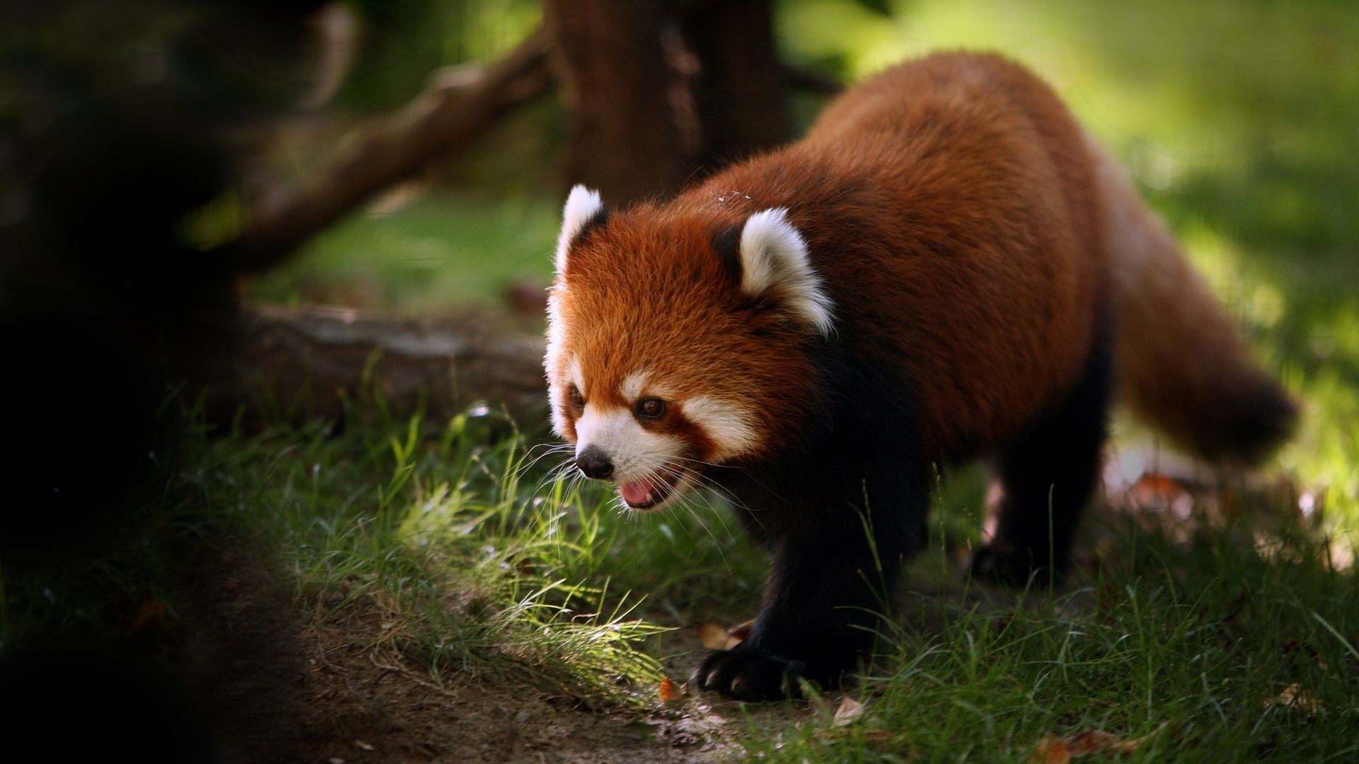 1920x1080 Cute little baby red panda