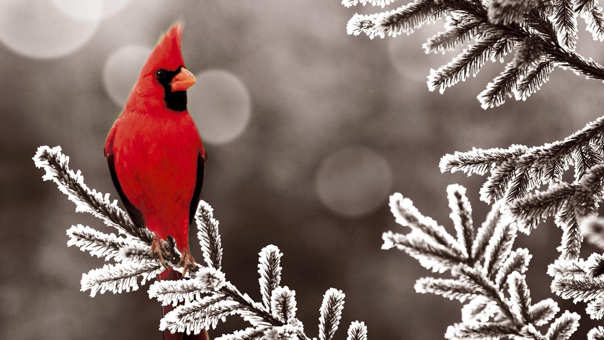 1920x1080 Cardinal In Snow Background