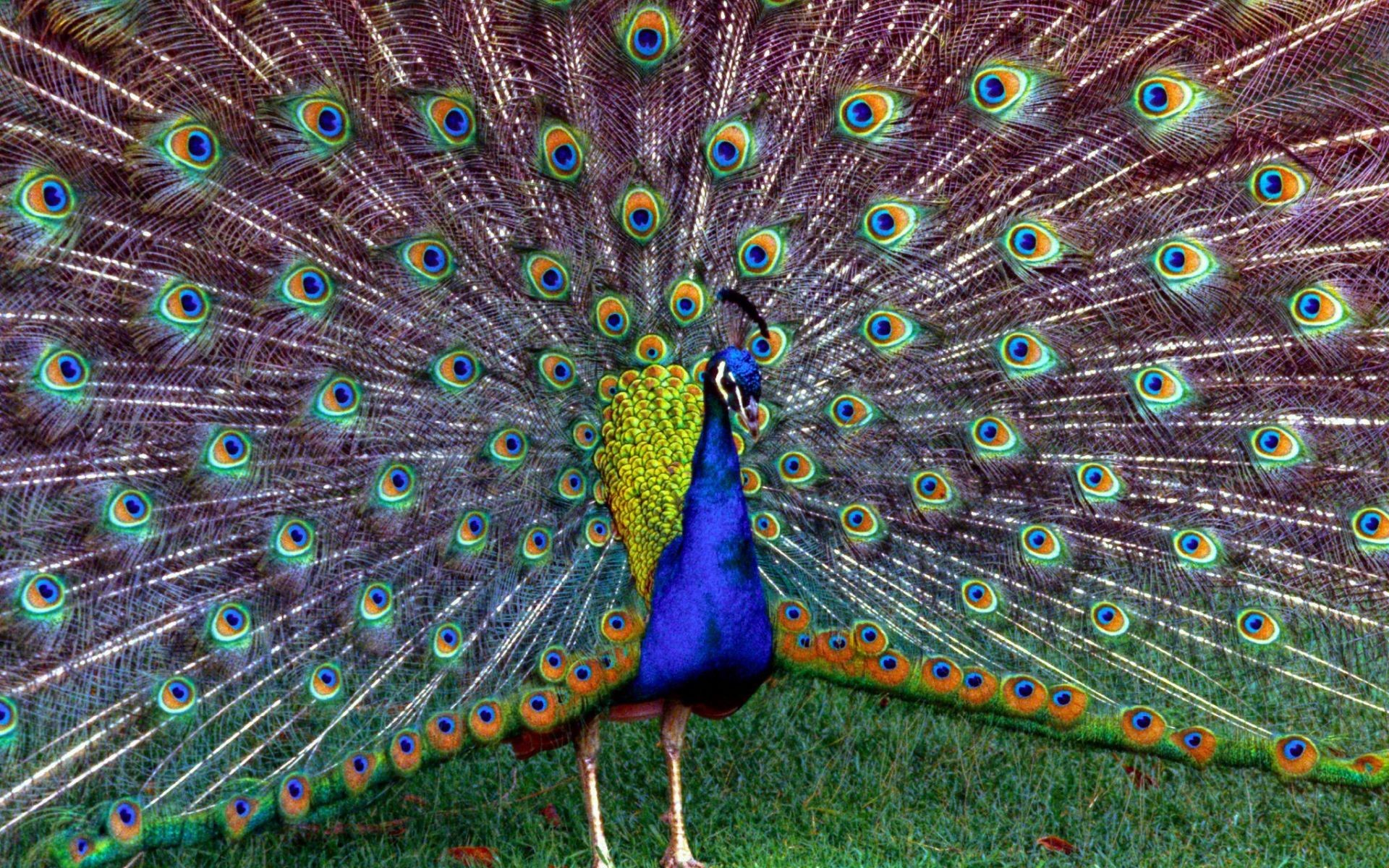 1920x1200 Peacock Feathers Photos.