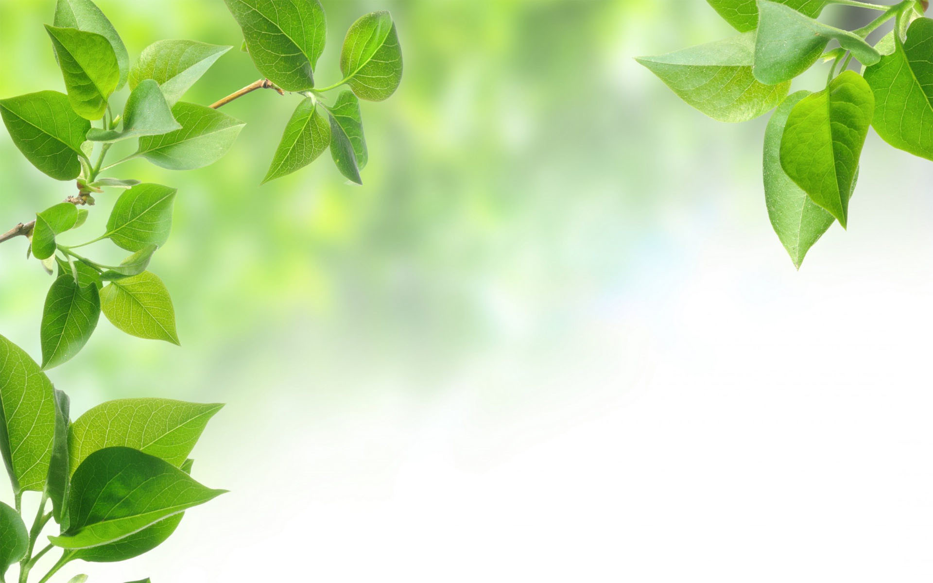 1920x1200 Green Leaves Photography HD wallpaper