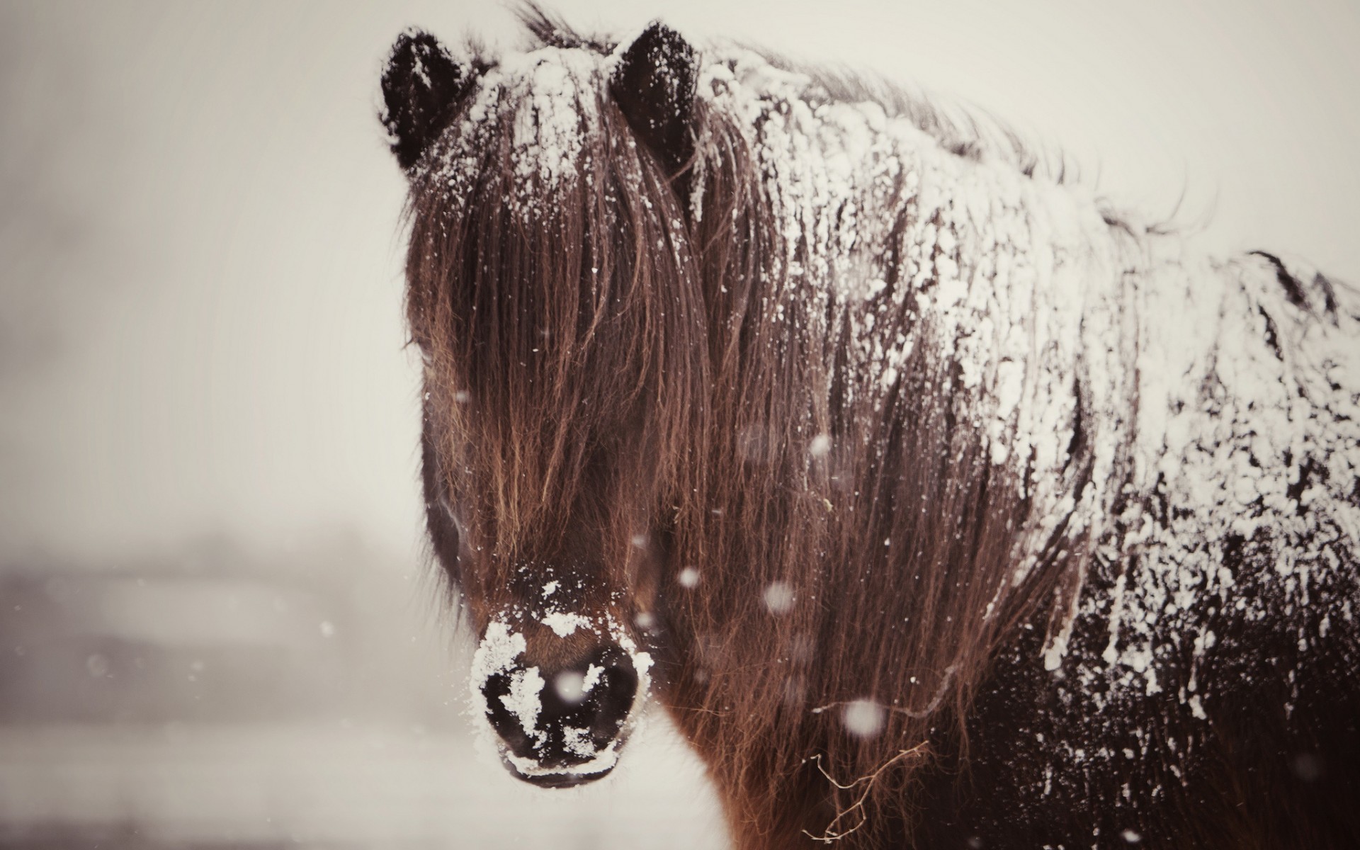1920x1200 horse, snow, mane, Horse