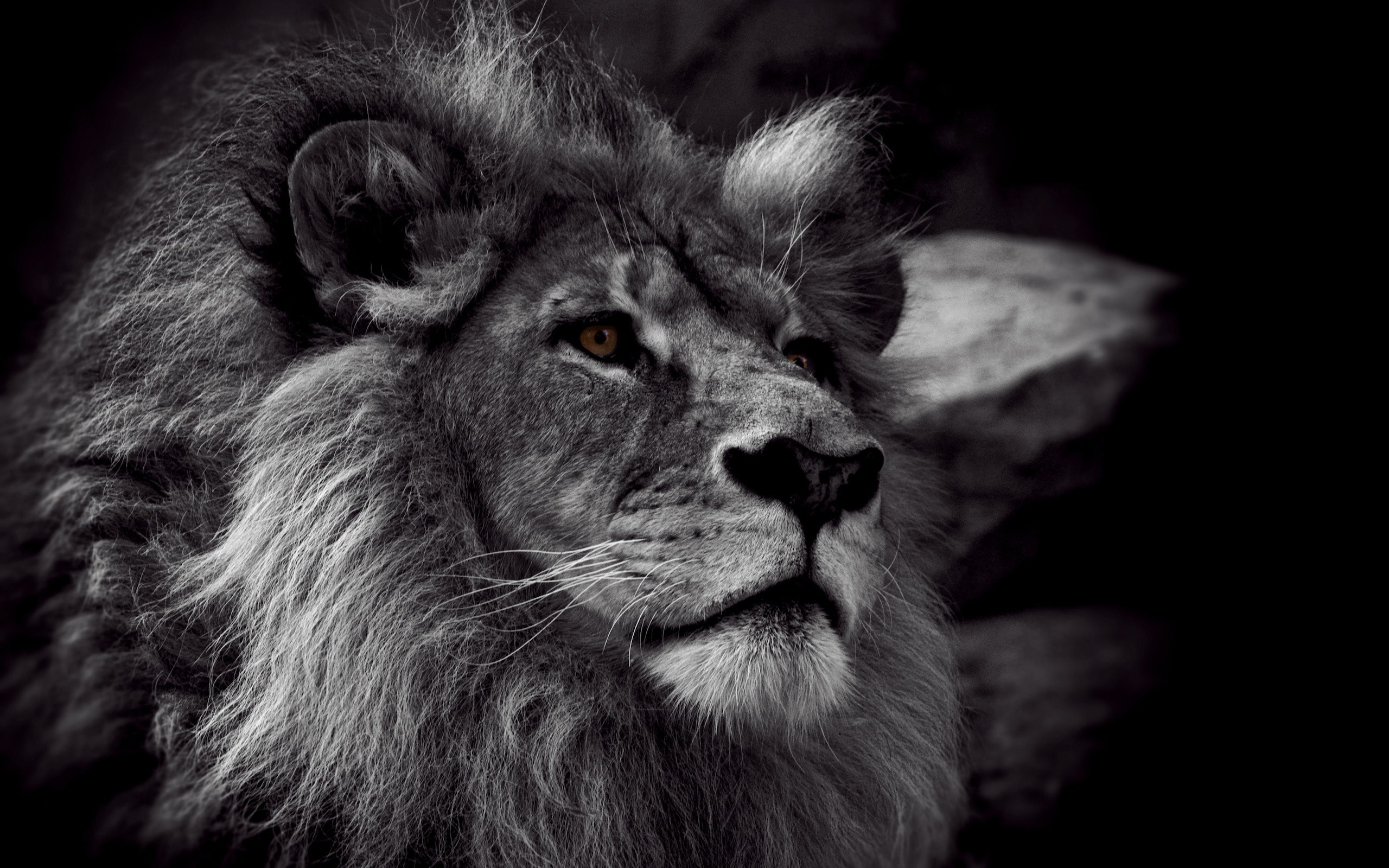 2560x1600 Lion Black And White Wallpaper Picture