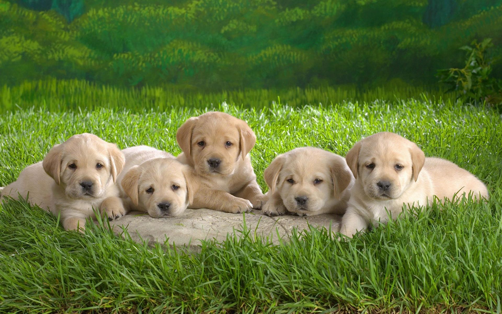 1920x1200 Desktop-picture-puppies-dogs-dowload
