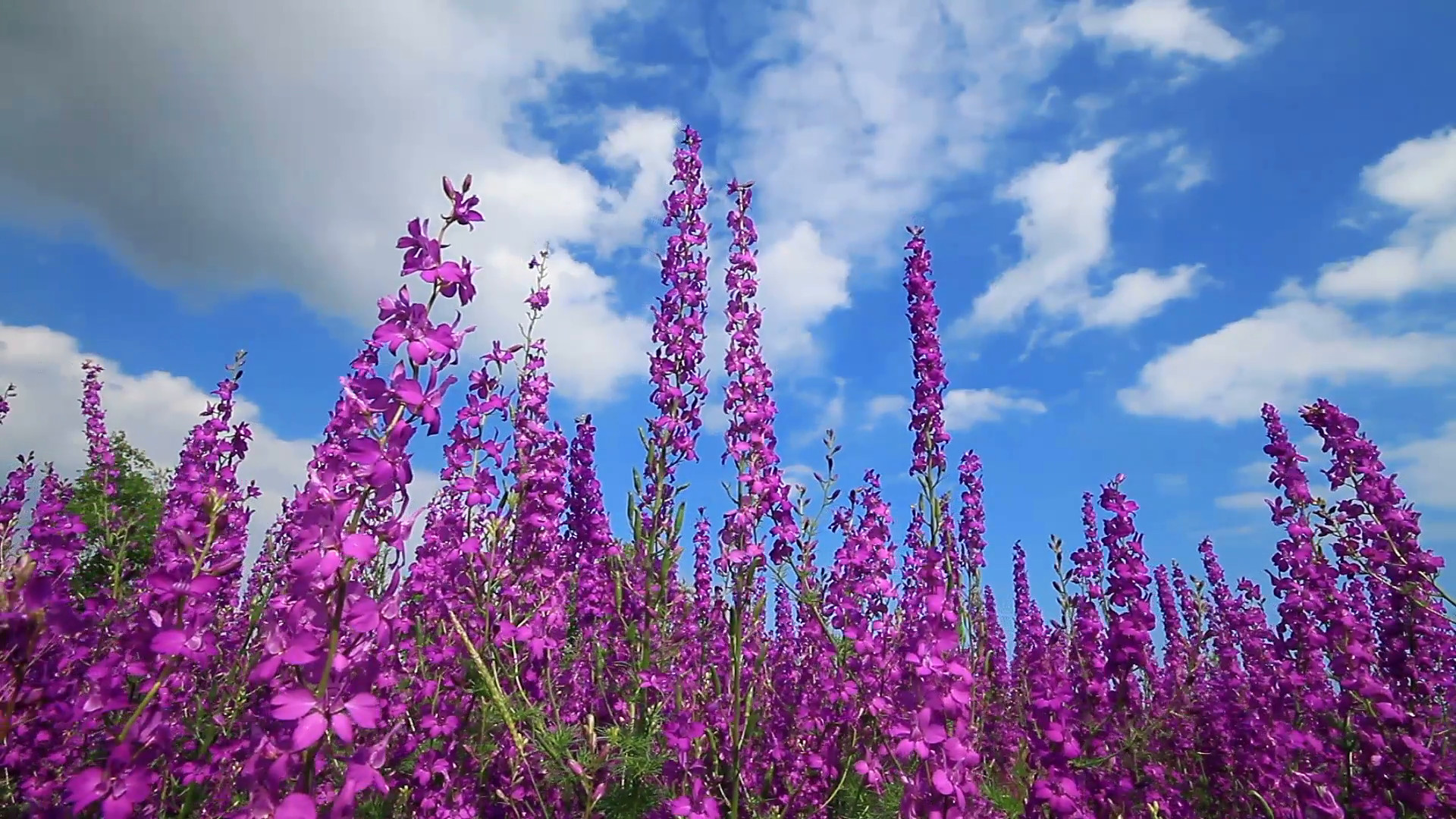 1920x1080 Subscription Library Field Of Pink Flowers And Blue Sky. Nature Background