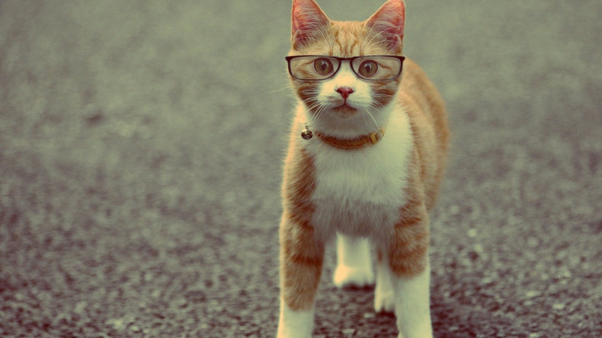 1920x1080 Cool Dog With Sunglasses | Dogs, cats and other critters with glasses |  Pinterest | Dog cat
