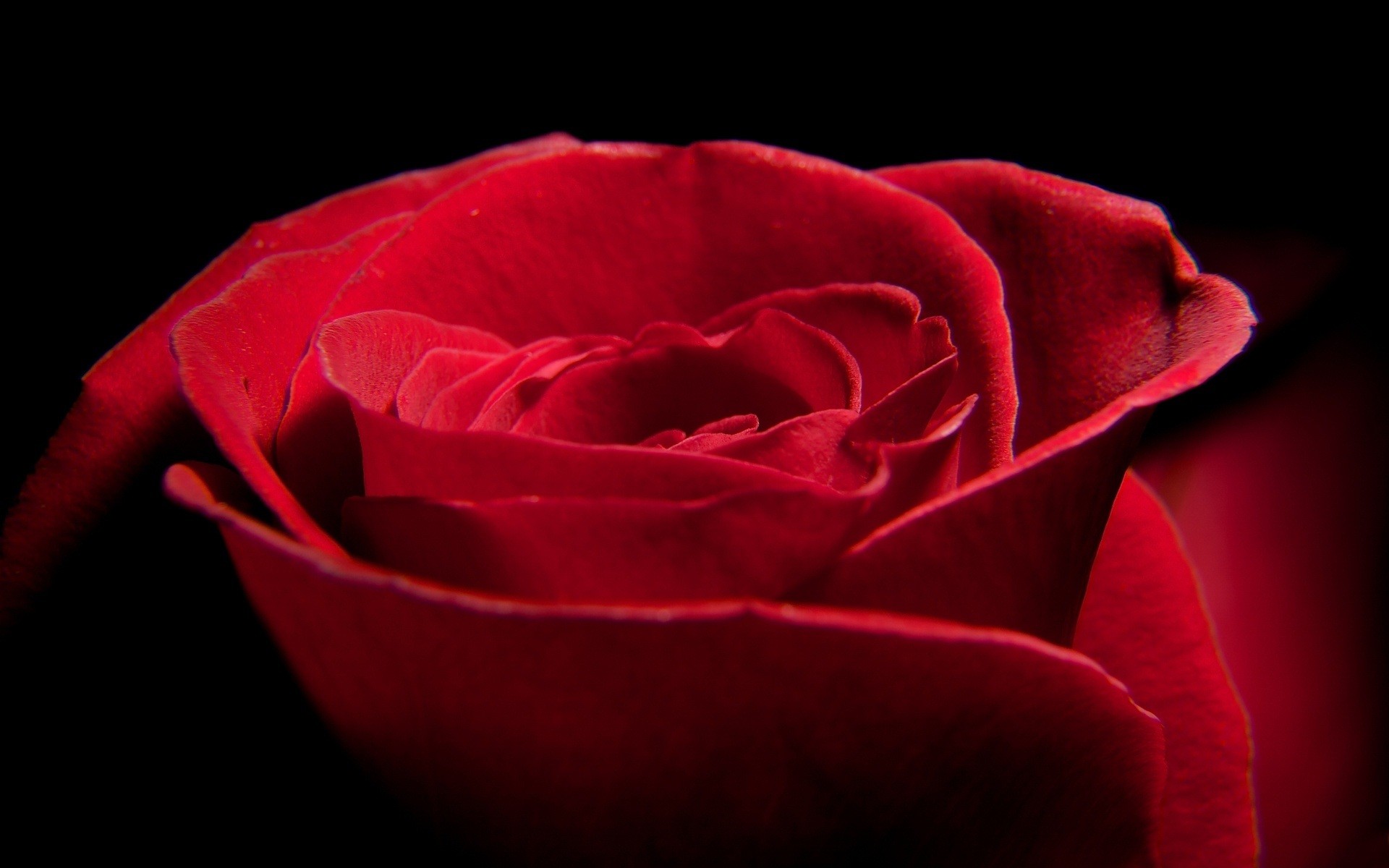 1920x1200 A Red Rose For You Wallpaper Flowers Nature (33 Wallpapers)