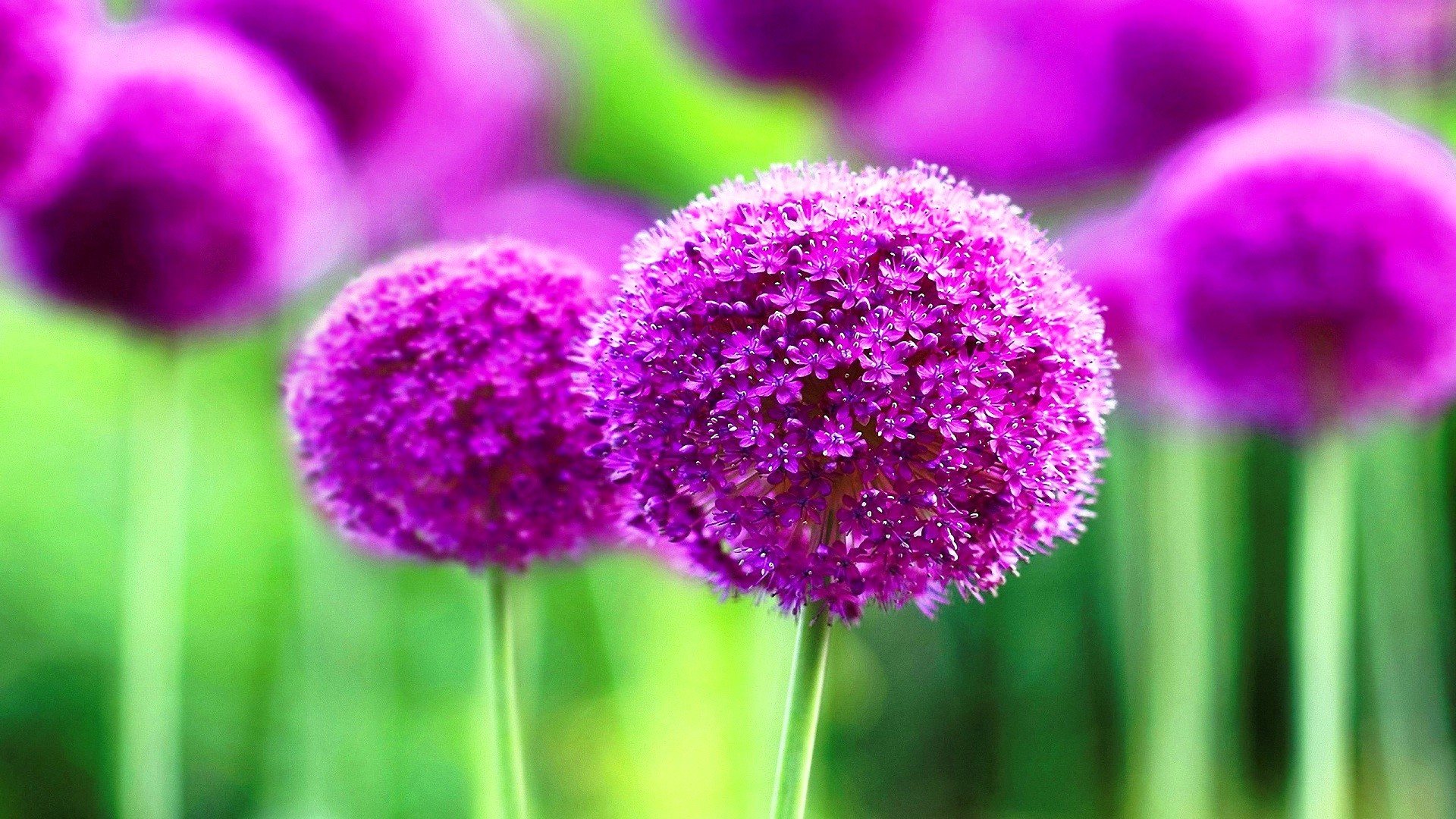 1920x1080 ... Cute Purple Flower #6910785 ...