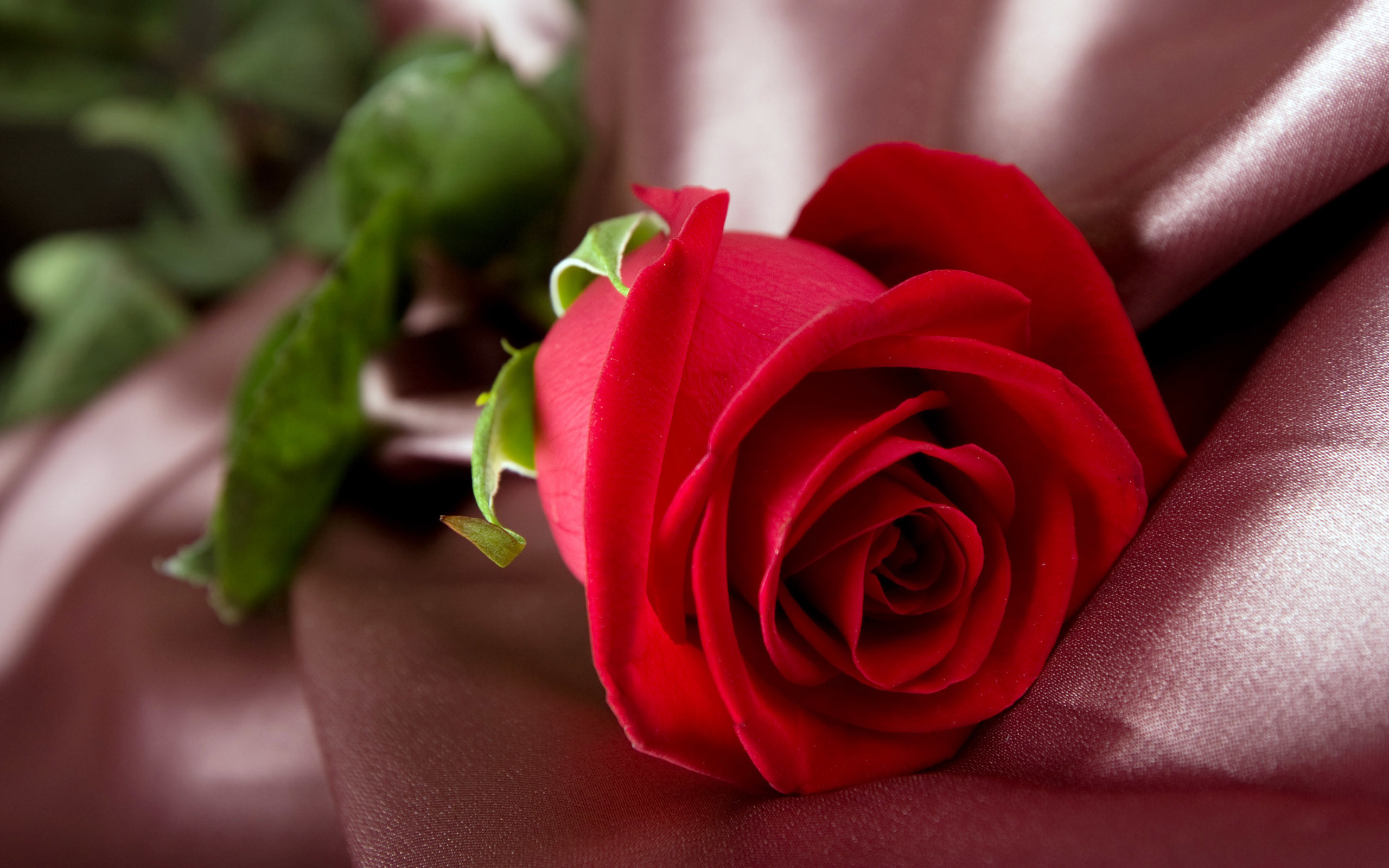 2560x1600 Beautiful Single Red Rose Wallpapers