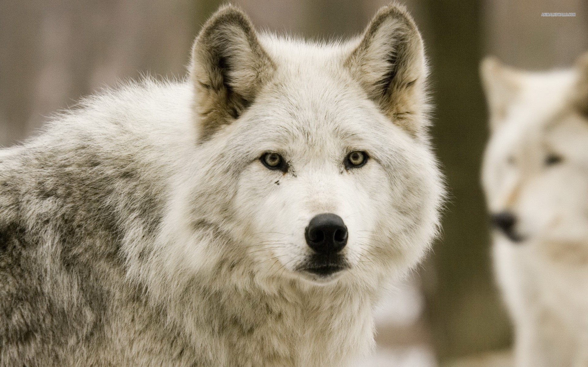 1920x1200 White Wolf Pup. Wallpapers for Gt Wolf Howling ...