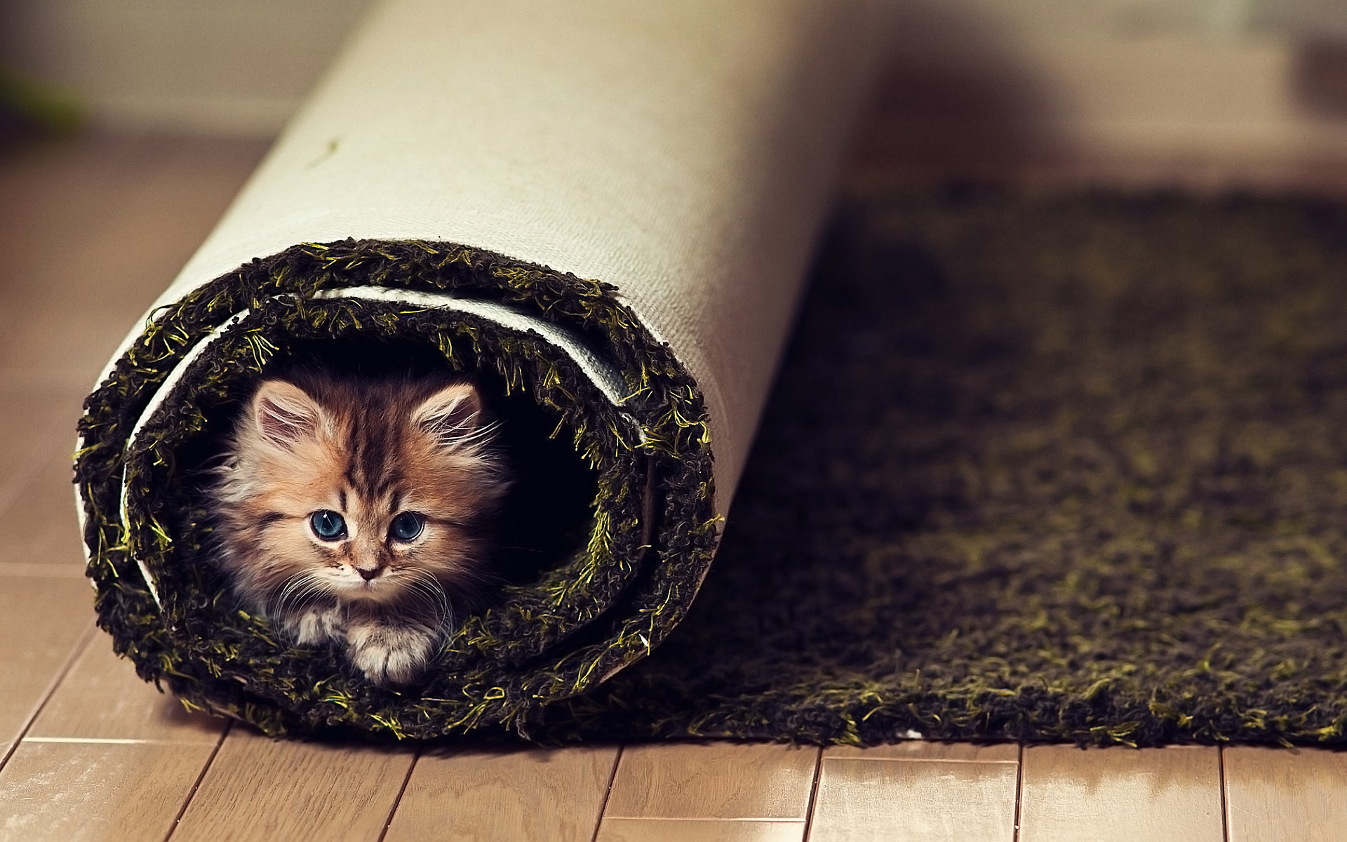 1920x1200 cute kitty wallpaper cats. Â«Â«