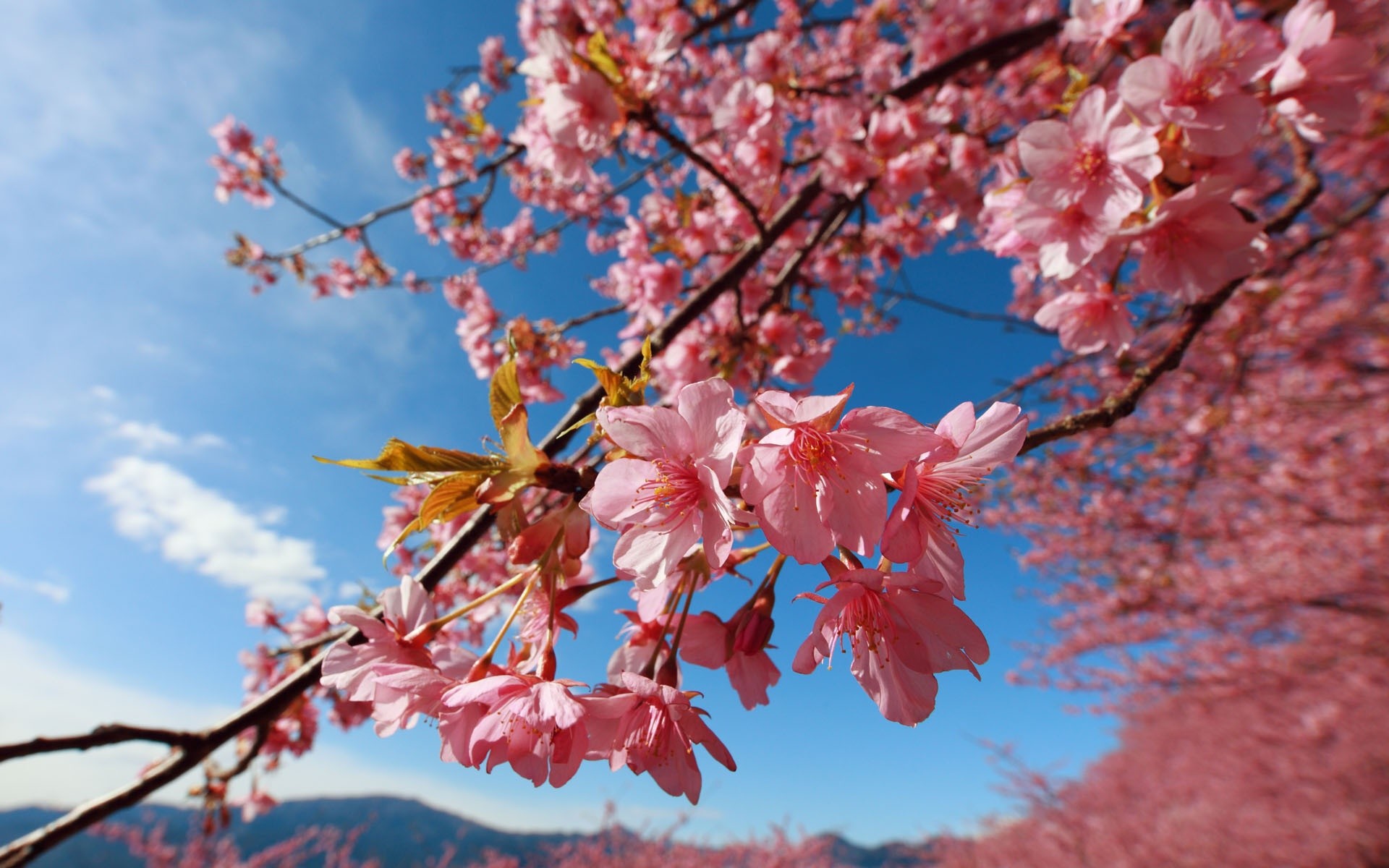 1920x1200 A cherry blossom is the flower of any of several trees of genus Prunus,  particularly the Japanese Cherry, Prunus serrulata, which is sometimes  called sakura ...
