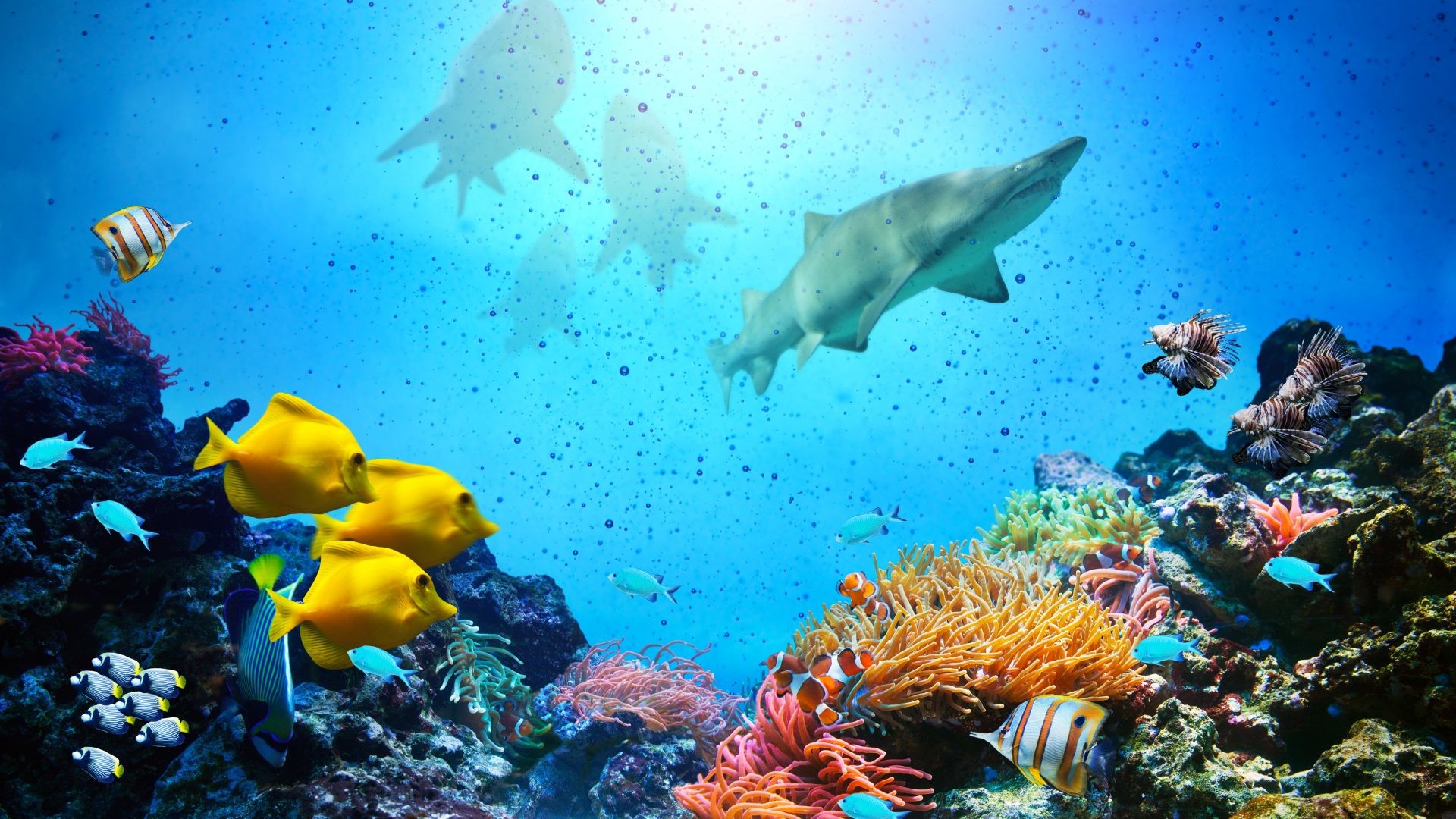 1920x1080 Sharks Tag - Reefs Fishes Tropical Underwater Reef Ocean Coral Sharks  Picture Gallery for HD 16
