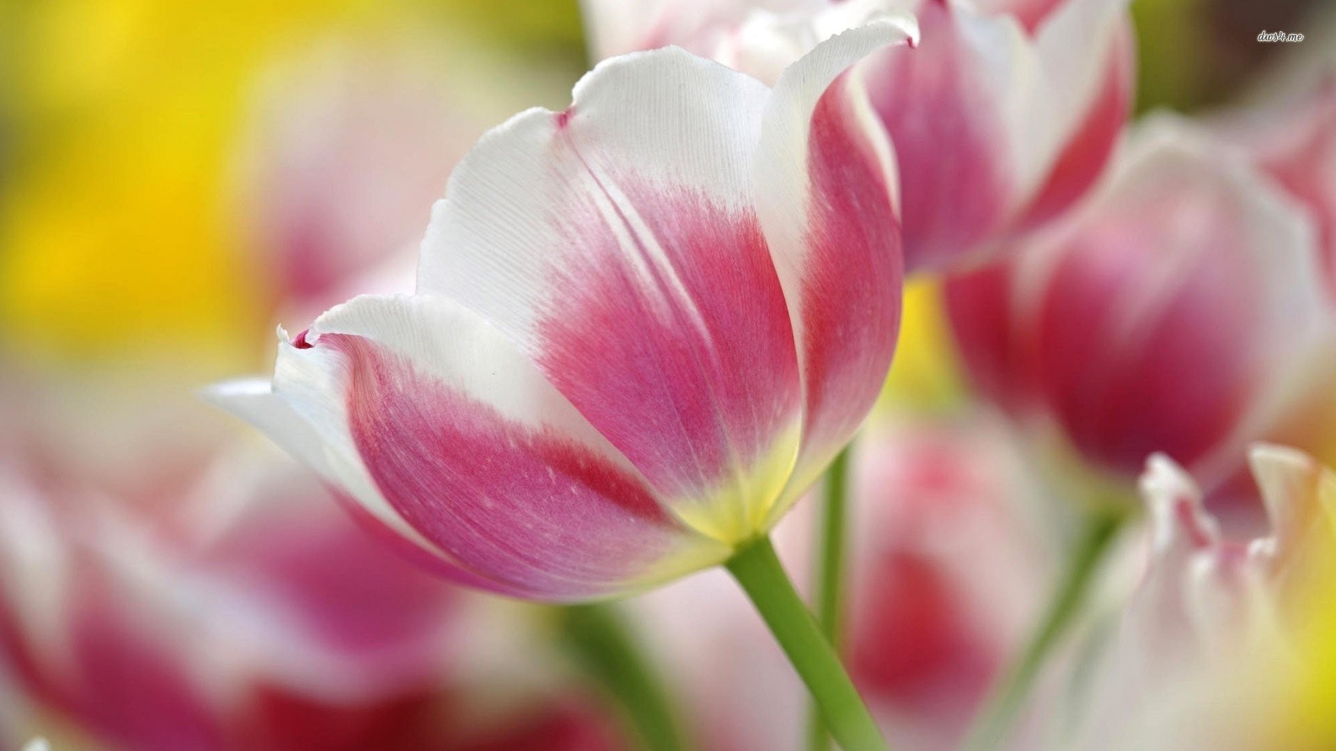 1920x1080 Pink Tulip Flowers 535331