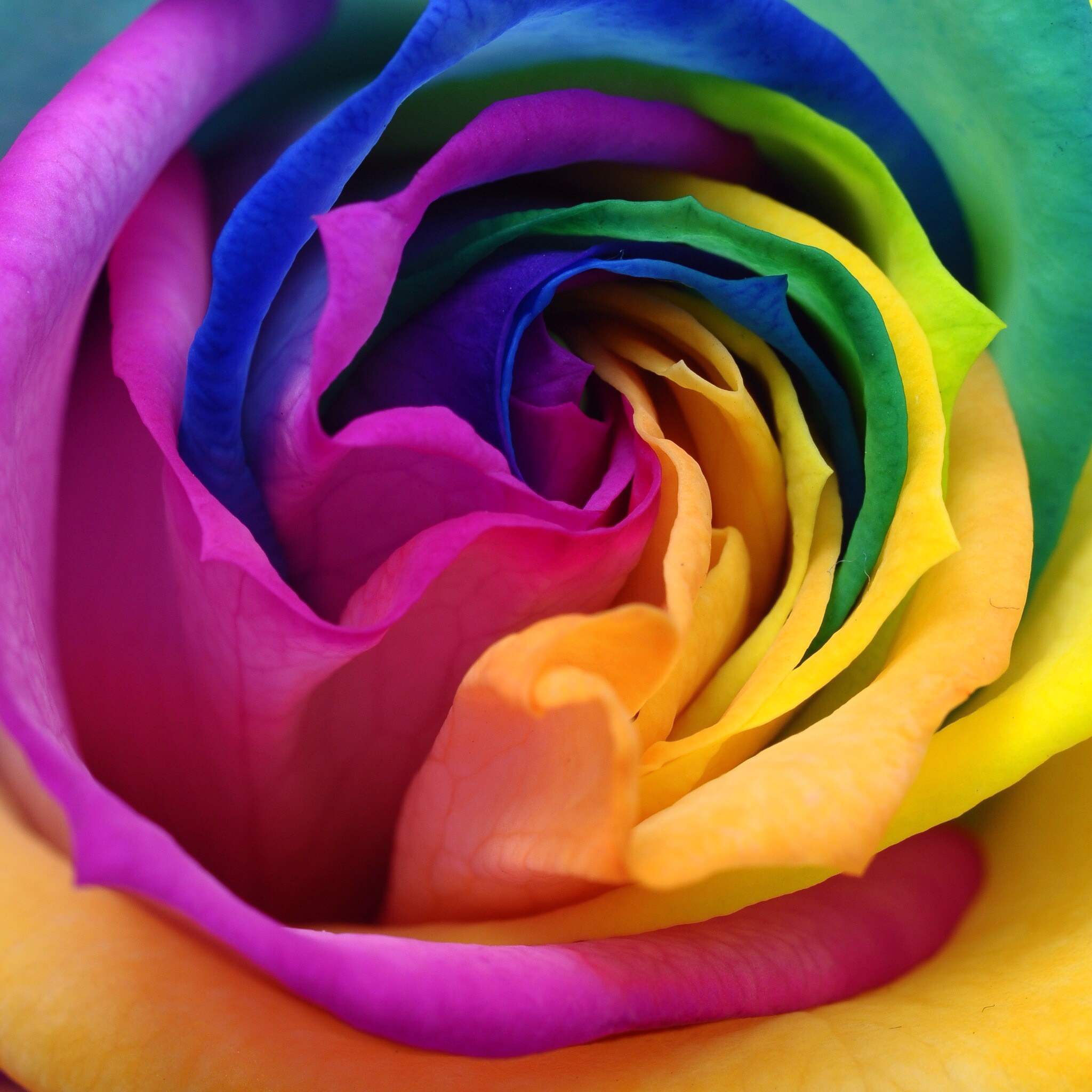 2048x2048 Rainbow rose