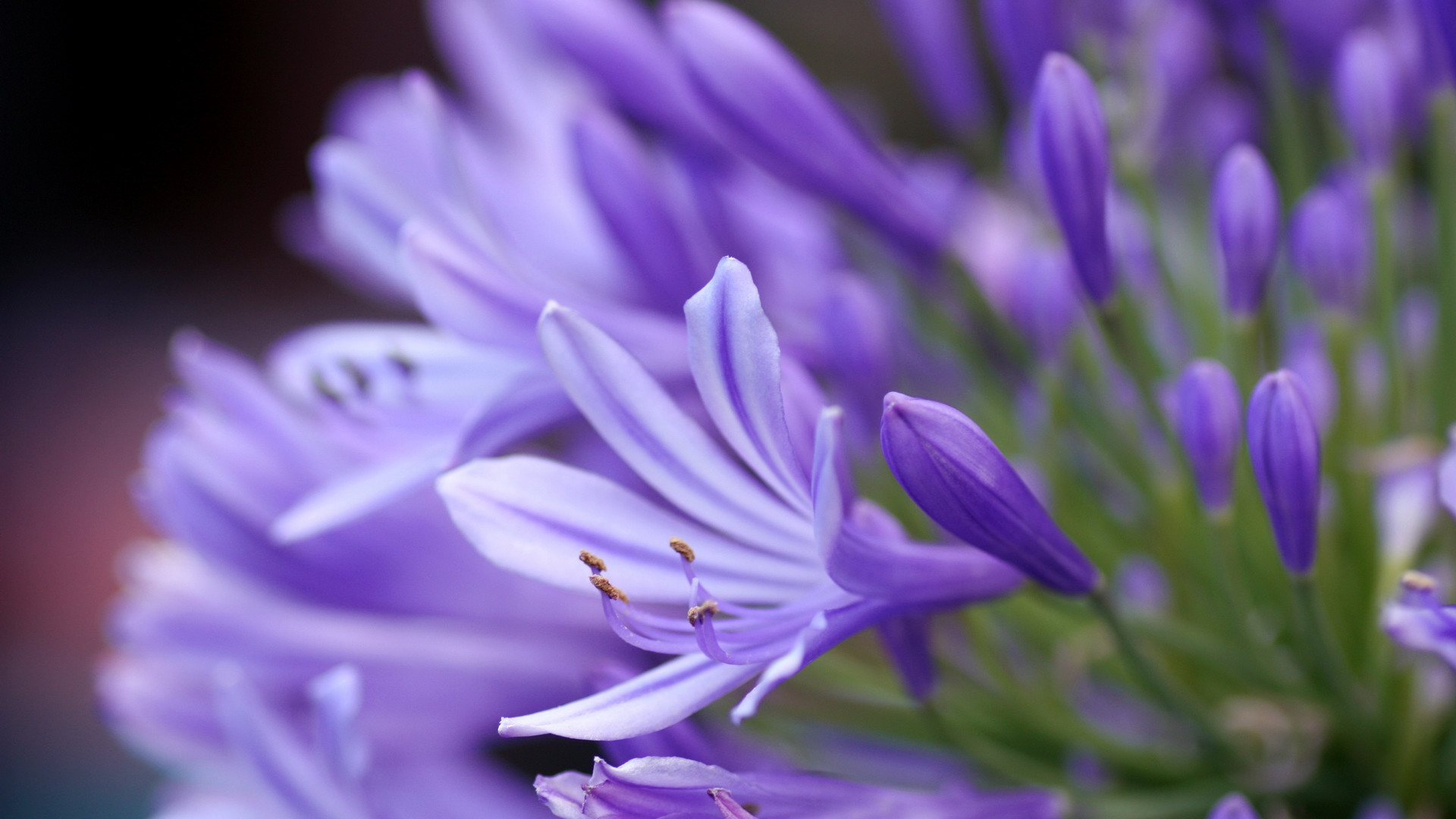 1920x1080 Lavender Colored Flowers wallpaper