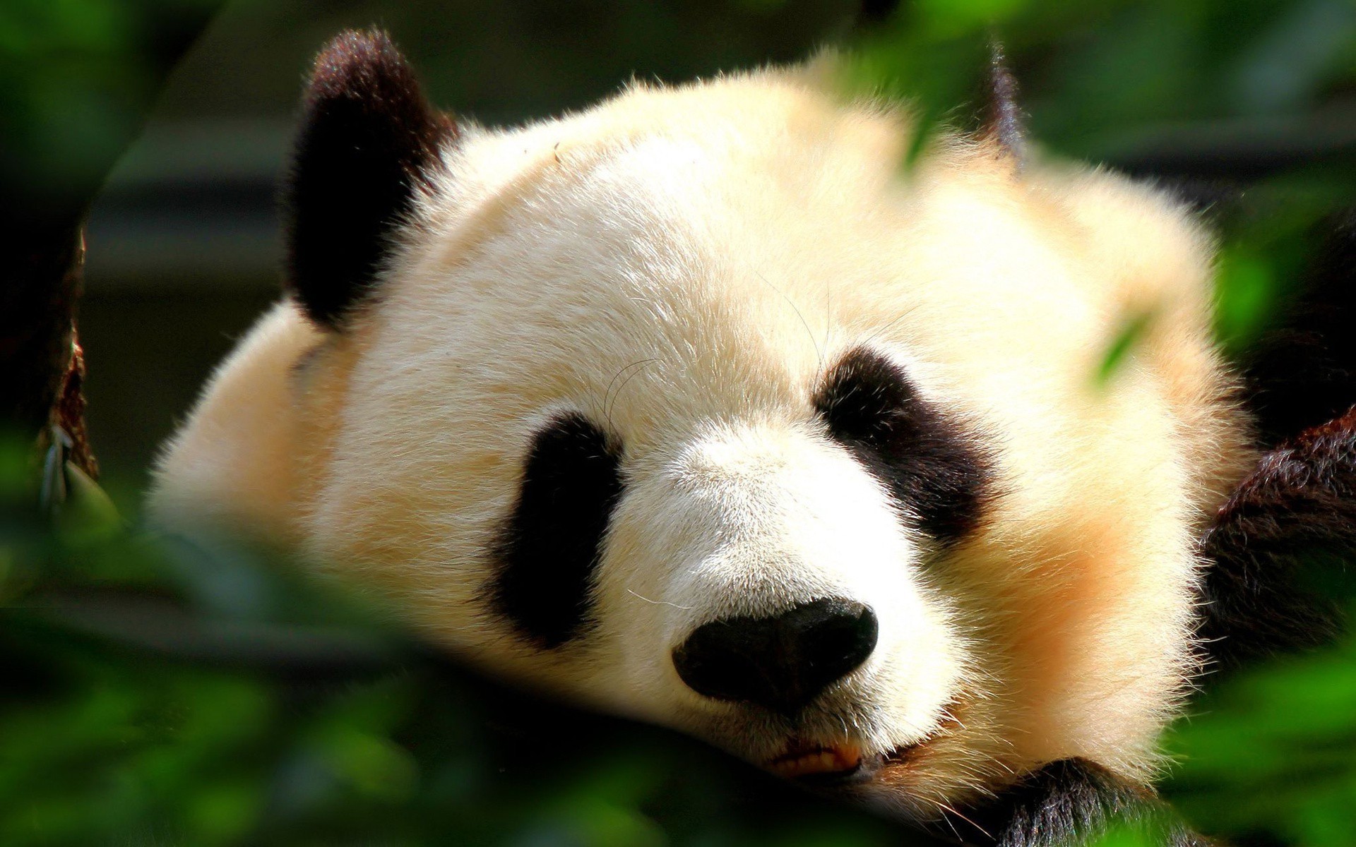 1920x1200 Panda Wallpapers, Pictures, Images