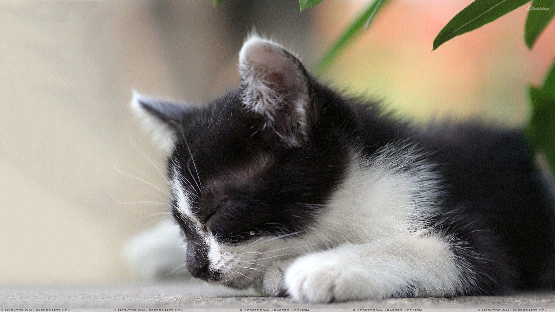 1920x1080 You are viewing wallpaper titled "Black N White Cat ...