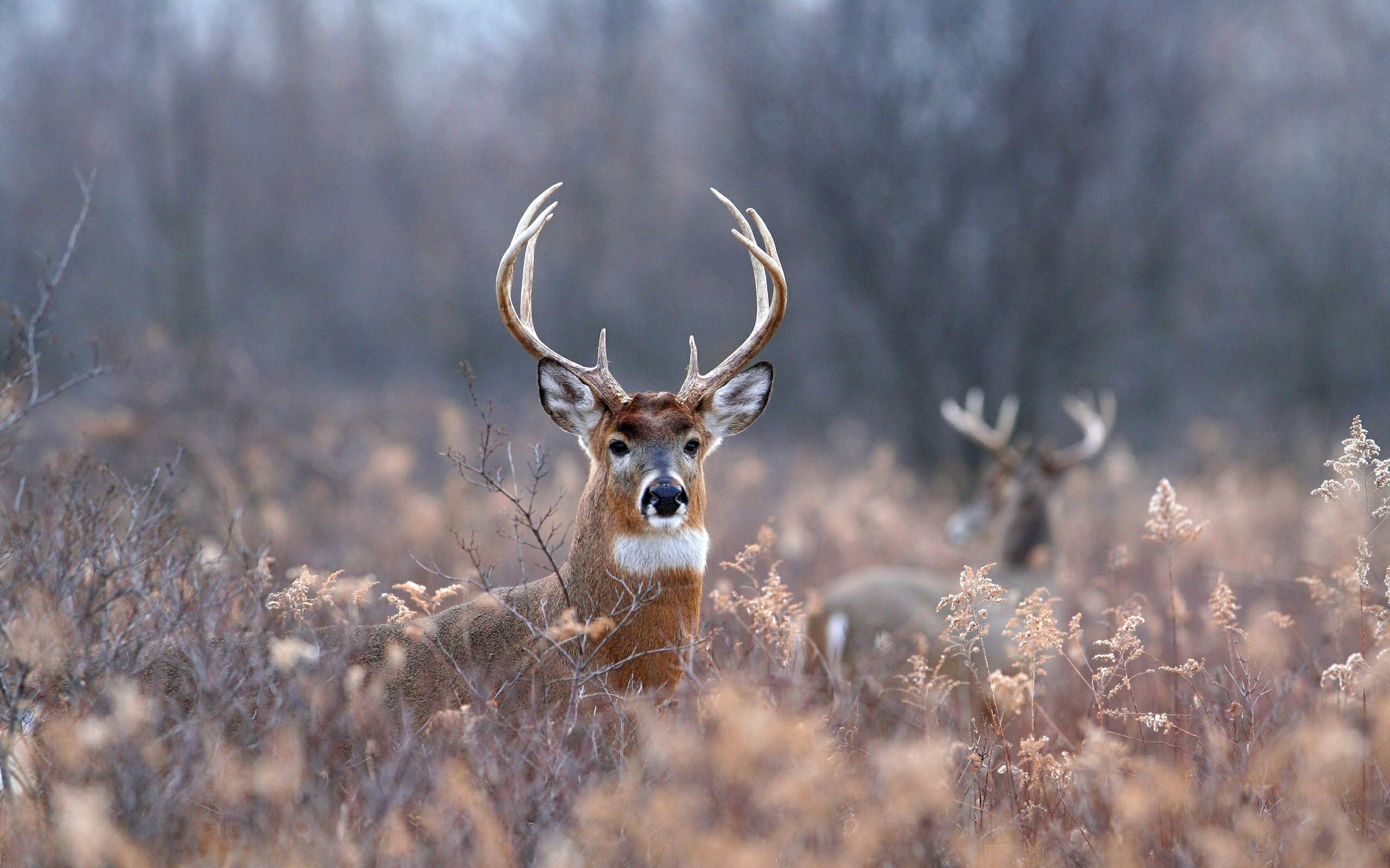 2560x1600 Whitetail Deer Desktop Image source from this