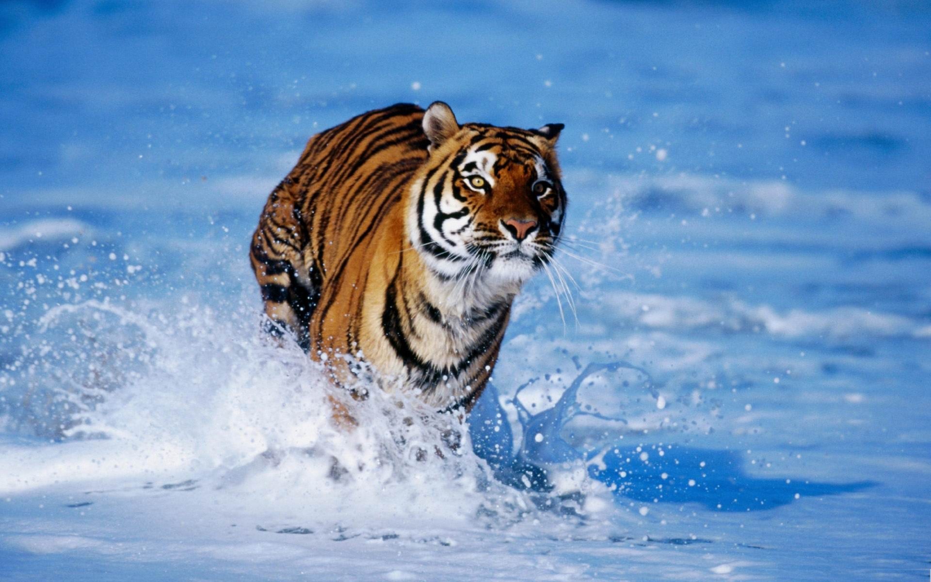 1920x1200 ... Wallpapers | 4k HD Landscape Bengal Tiger Photo 12498 - HDWPro ...