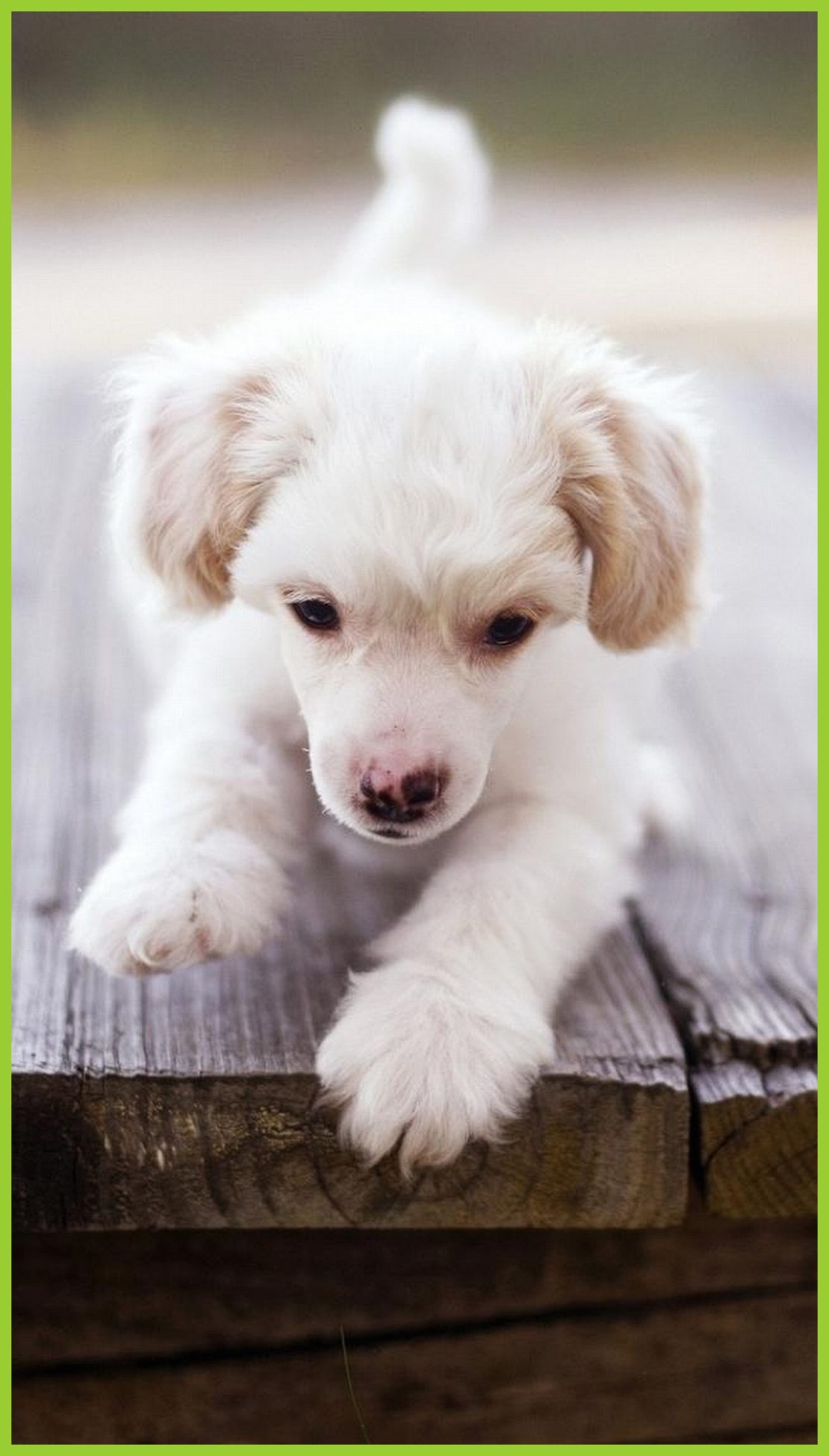 Cute Puppy Wallpaper Dog Pet Face Hand  Wallpaperforu