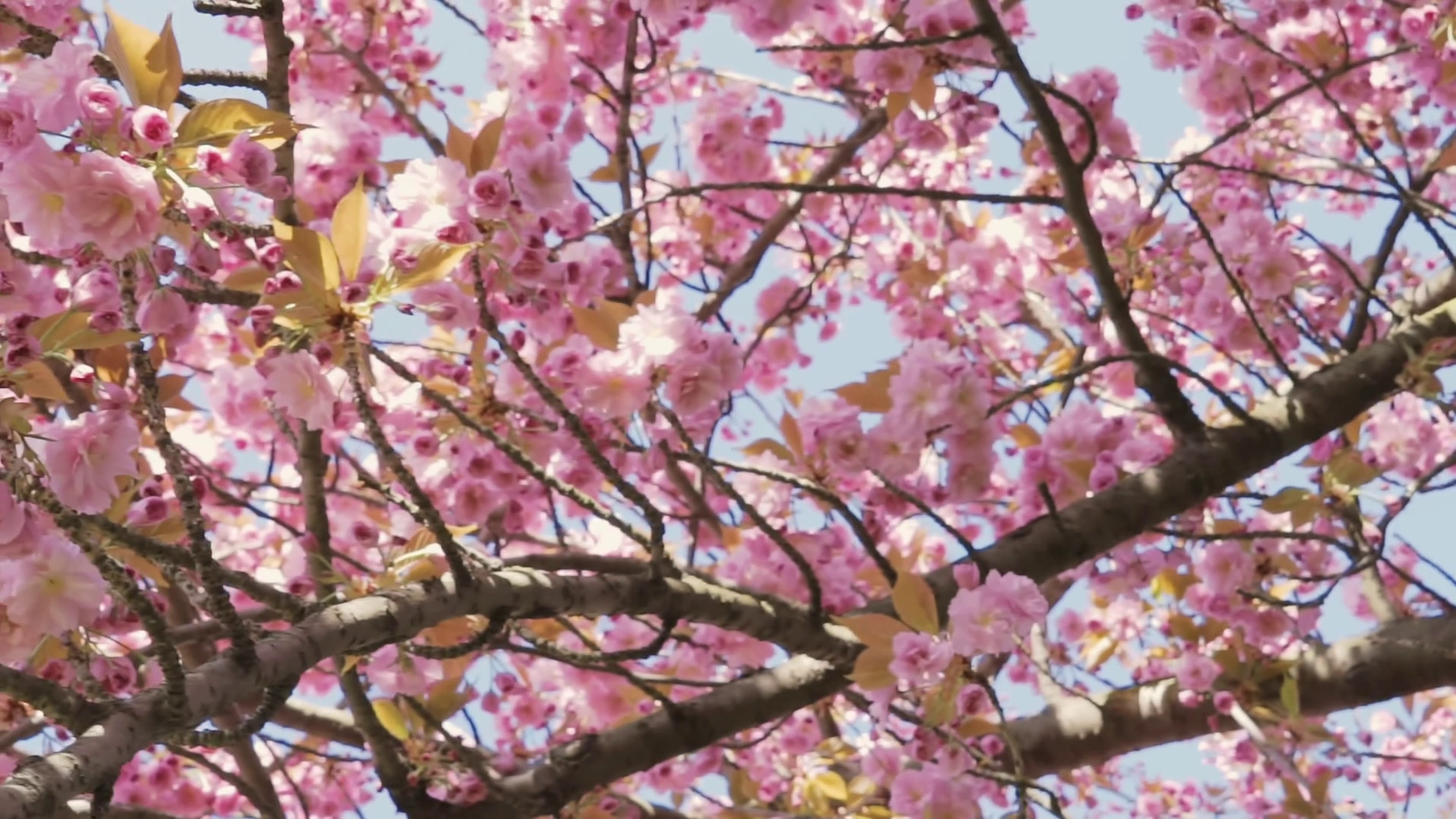 1920x1080 Spring blossom background. Beautiful nature scene with blooming sakura or cherry  blossom Stock Video Footage - VideoBlocks