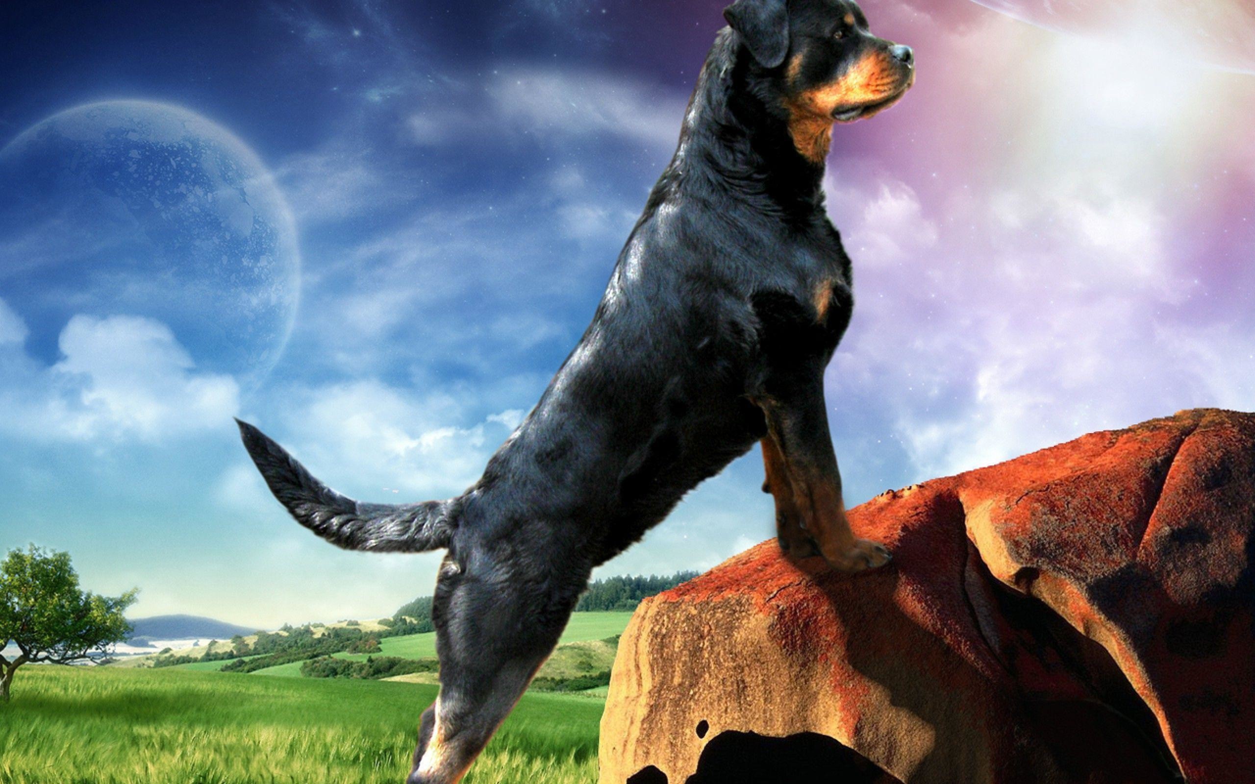 2560x1600 Rottweiler Ellie Guard 39871 - Dog Wallpaper