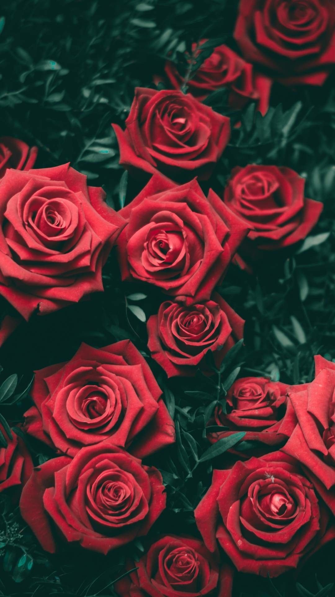 1080x1920 Red Rose Wallpaper