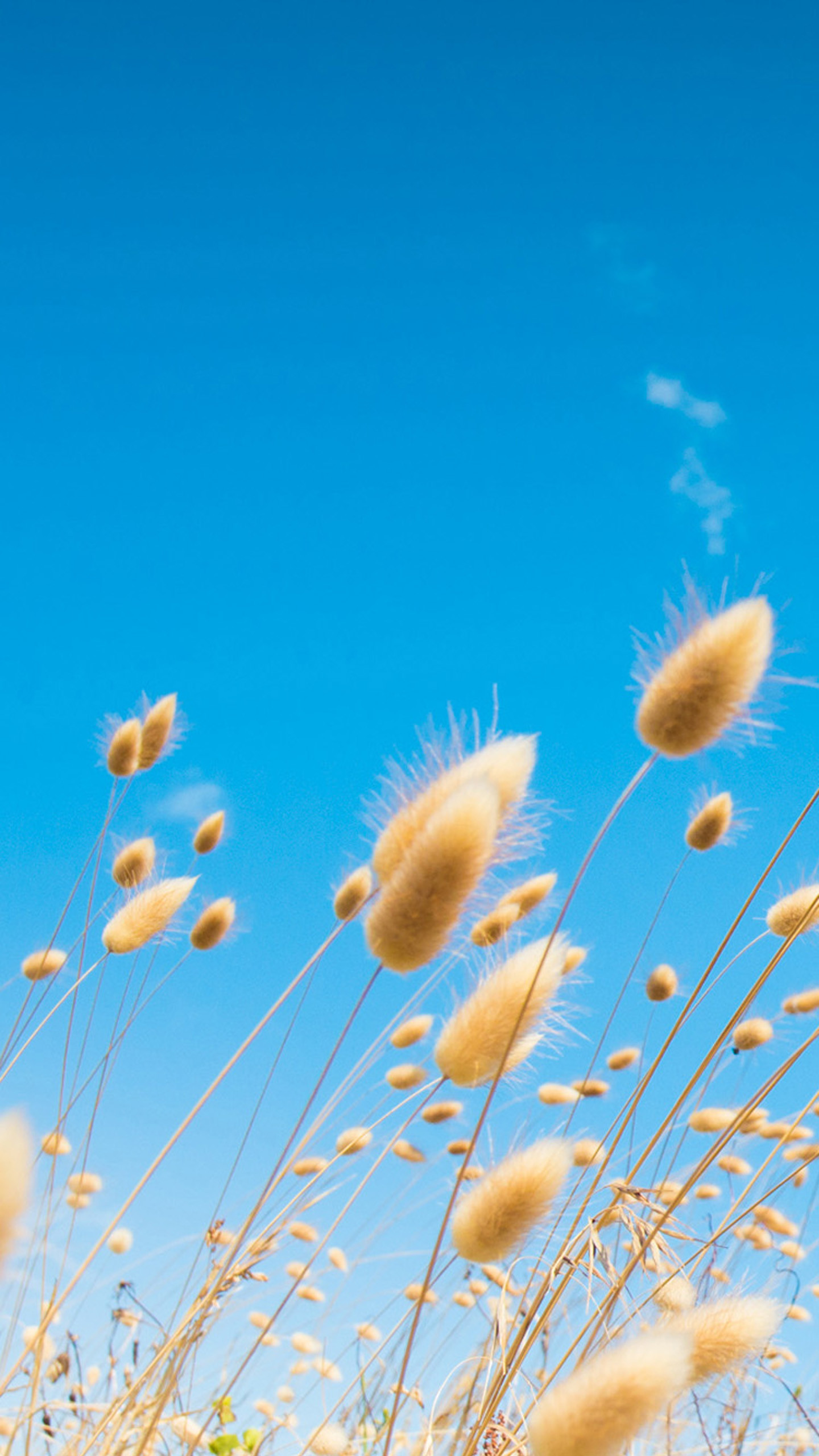 1440x2560 Sunny reed grass Galaxy S7 Wallpaper
