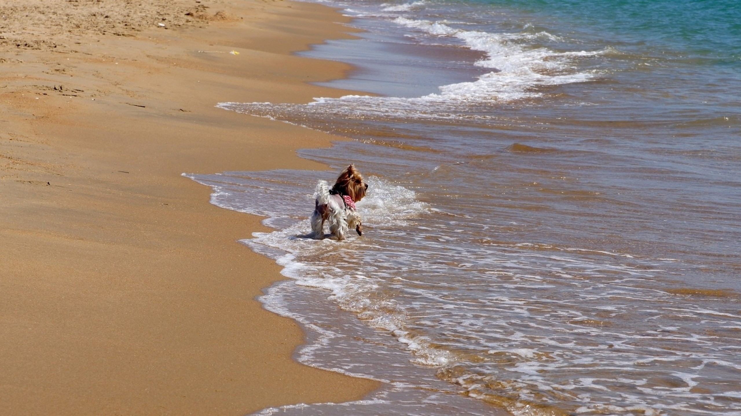 2560x1440  Wallpaper beach, sand, surf, walk, dog