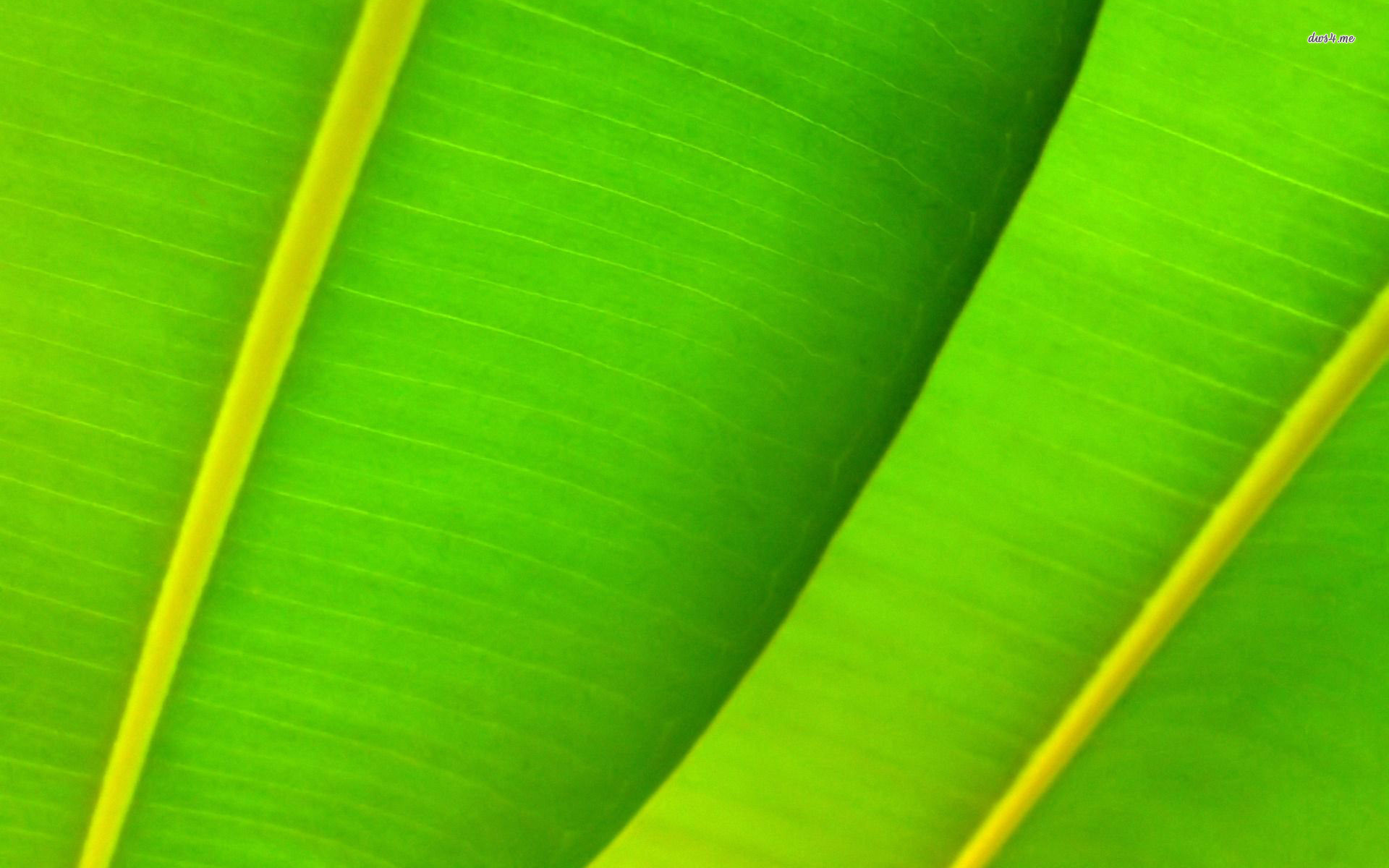 1920x1200 Palm Green Wallpaper Elegant Green Palm Leaves Wallpaper