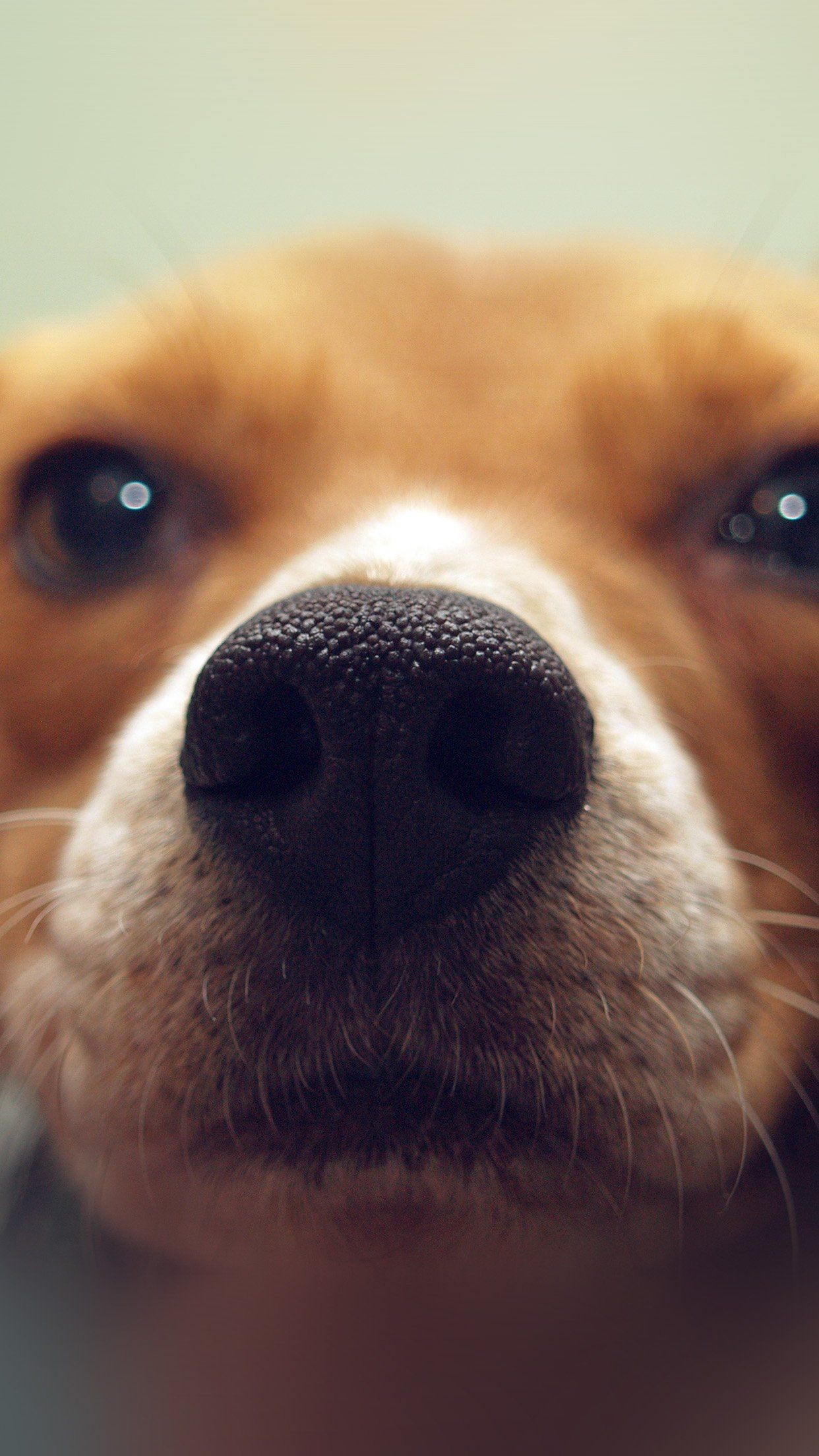 1242x2208 Cute Puppy Dog Nose iPhone 6+ HD Wallpaper