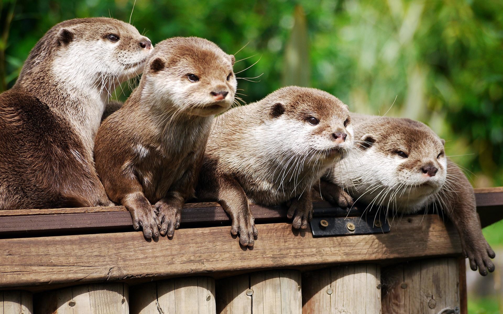 1920x1200 Otters images Otters HD wallpaper and background photos