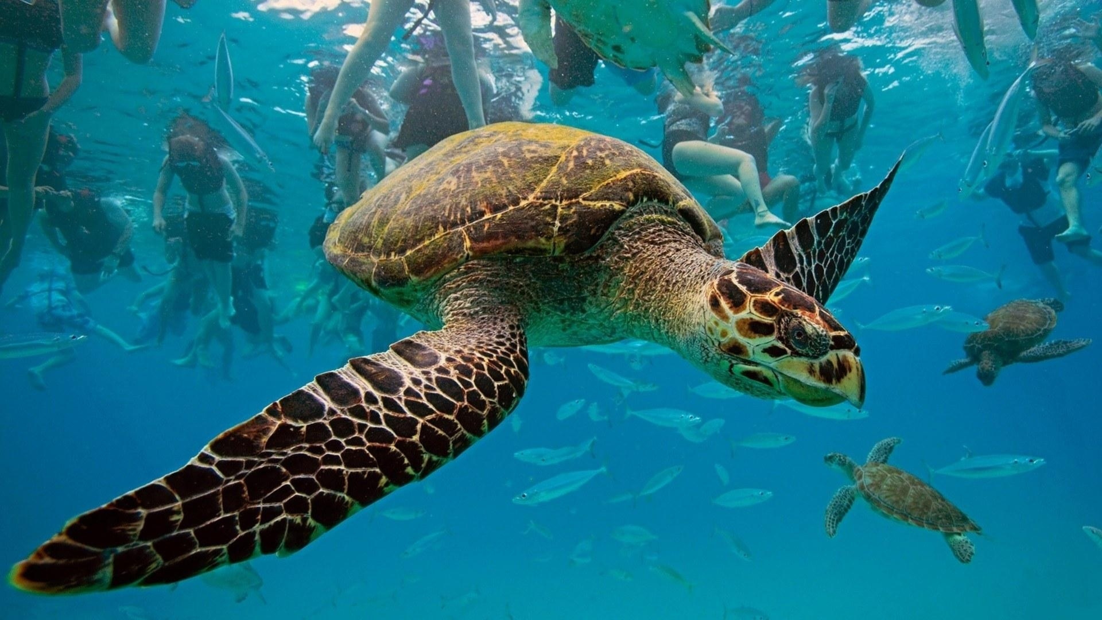 3840x2160  Wallpaper underwater, turtles, swim