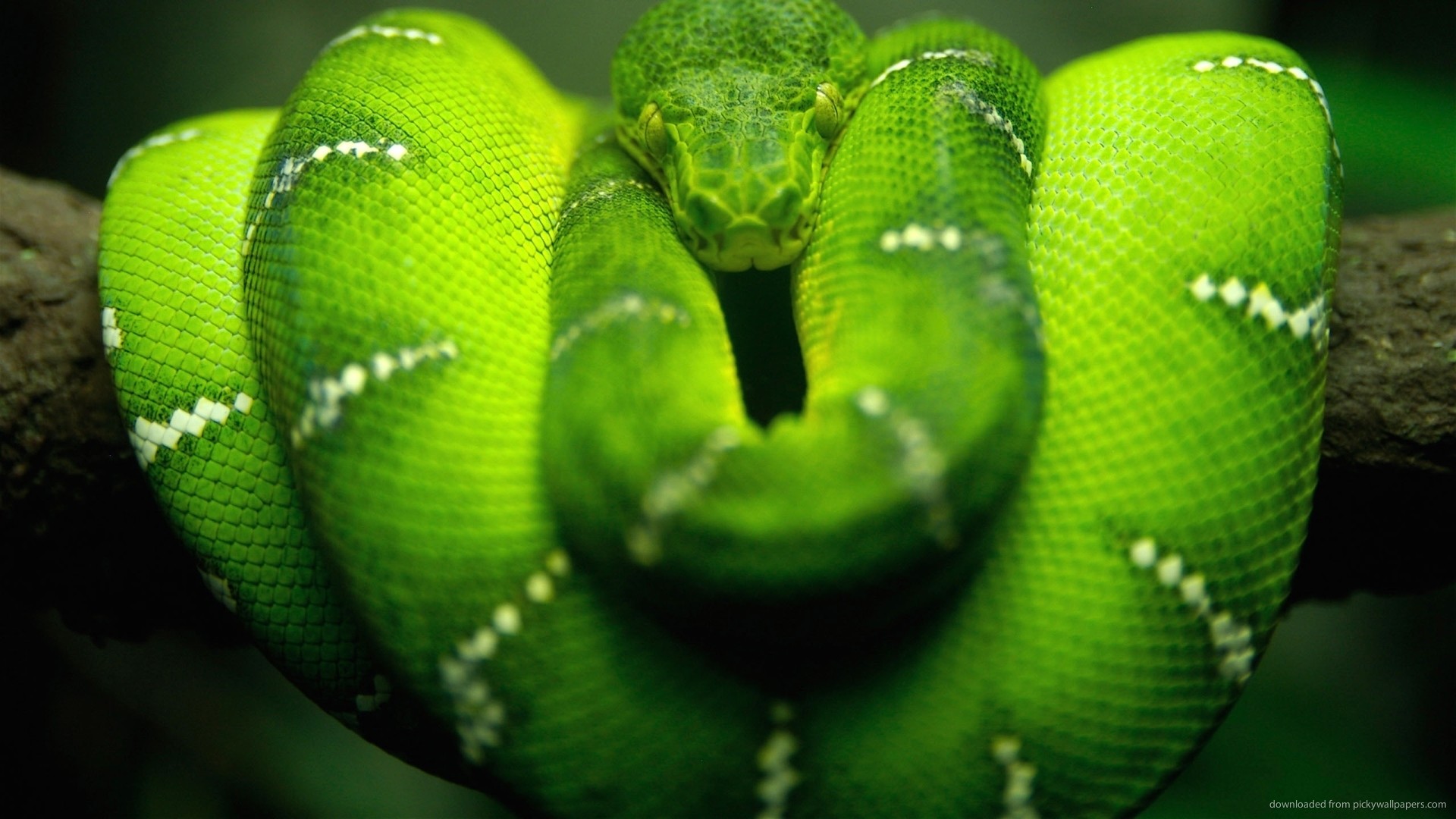 1920x1080 Awesome green snake for 