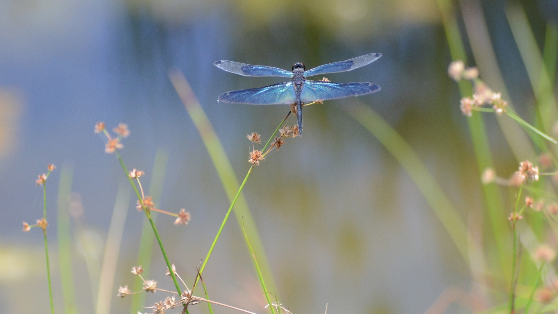 1920x1080 Photo Collection Dragonfly Backgrounds Free
